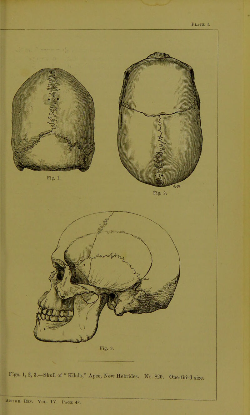 Plate 4. Fig. 2. Fig. 3. Figs. 1, 2, 3.—Skull of  Kilala, Apce, New Hebrides. No. 820. One-tbird si Aurnn. Key. Vol. IV. Page 4A,