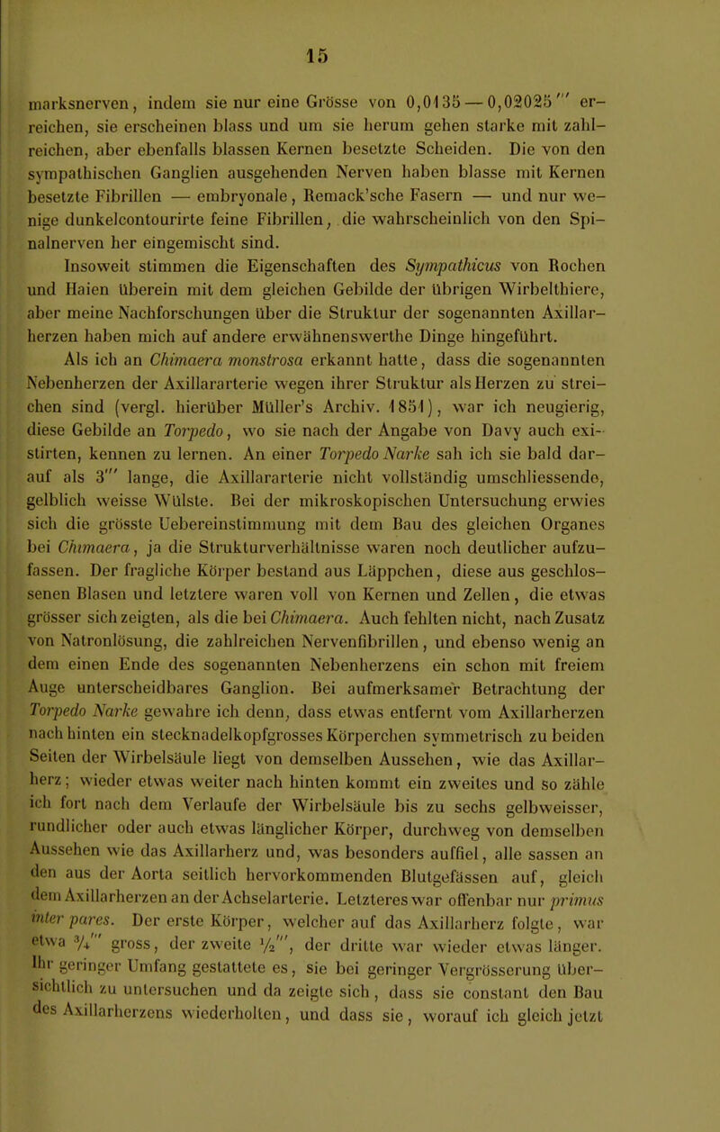 marksnerven, indem sie nur eine Grösse von 0,0135 — 0,02025' er- reichen, sie erscheinen bloss und um sie herum gehen starke mit zahl- reichen, aber ebenfalls blassen Kernen besetzte Scheiden. Die von den sympathischen Ganglien ausgehenden Nerven haben blasse mit Kernen besetzte Fibrillen — embryonale, Remack'sche Fasern — und nur we- nige dunkelcontourirte feine Fibrillen, die wahrscheinlich von den Spi- nalnerven her eingemischt sind. Insoweit stimmen die Eigenschaften des Sympathicus von Rochen und Haien überein mit dem gleichen Gebilde der übrigen Wirbelthiere, aber meine Nachforschungen über die Struktur der sogenannten Axillar- herzen haben mich auf andere erwähnenswerthe Dinge hingeführt. Als ich an Chimaera monstrosa erkannt hatte, dass die sogenannten .Nebenherzen der Axillararterie wegen ihrer Struktur als Herzen zu strei- chen sind (vergl. hierüber Müller's Archiv. 4 851), war ich neugierig, diese Gebilde an Torpedo, wo sie nach der Angabe von Davy auch exi- stirten, kennen zu lernen. An einer Torpedo Narke sah ich sie bald dar- auf als 3' lange, die Axillararterie nicht vollständig umschliessende, gelblich weisse Wülste. Bei der mikroskopischen Untersuchung erwies sich die grösste Uebereinstimmung mit dem Bau des gleichen Organes bei Chimaera, ja die Strukturverhüllnisse waren noch deutlicher aufzu- fassen. Der fragliche Körper bestand aus Läppchen, diese aus geschlos- senen Blasen und letzlere waren voll von Kernen und Zellen, die etwas grösser sich zeigten, als die bei Chimaera. Auch fehlten nicht, nach Zusatz von Natronlösung, die zahlreichen Nervenfibrillen, und ebenso wenig an dem einen Ende des sogenannten Nebenherzens ein schon mit freiem Auge unterscheidbares Ganglion. Bei aufmerksamer Betrachtung der Torpedo Narke gewahre ich denn, dass etwas entfernt vom Axillarherzen mu h hinten ein stecknadelkopfgrosses Körperchen symmetrisch zu beiden Seiten der Wirbelsäule liegt von demselben Aussehen, wie das Axillar- herz: wieder etwas weiter nach hinten kommt ein zweites und so zähle ich fort nach dem Verlaufe der Wirbelsäule bis zu sechs gelbweisser, rundlicher oder auch etwas länglicher Körper, durchweg von demselben Aussehen wie das Axillarherz und, was besonders auffiel, alle sassen an den aus der Aorta seitlich hervorkommenden Blutgefässen auf, gleich dem Axillarherzen an der Achselarterie. Letzteres war offenbar nur primas interpares. Der erste Körper, welcher auf das Axillarherz folgte, war etwa gross, der zweite der dritte war wieder etwas länger. Ihr geringer Umfang gestattete es, sie bei geringer Vergrösserung über- sichtlich zu untersuchen und da zeigte sich, dass sie constant den Bau des Axillarherzens wiederholten, und dass sie, worauf ich gleich jetzt