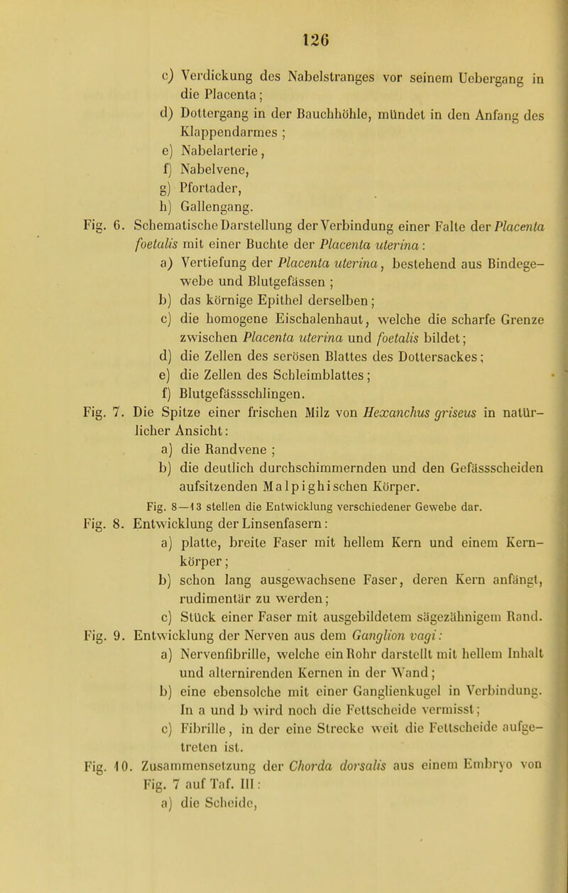 c) Verdickung des Nabelstranges vor seinem Uebergang in die Placenta; d) Dottergang in der Bauchhöhle, mündet in den Anfang des Klappendarmes ; e) Nabelarterie, f) Nabelvene, g) Pfortader, h) Gallengang. 6. Schemalische Darstellung der Verbindung einer Falte der Placenta foetalis mit einer Buchte der Placenta uterina: a) Vertiefung der Placenta uterina, bestehend aus Bindege- webe und Blutgefässen ; b) das körnige Epithel derselben; c) die homogene Eischalenhaut, welche die scharfe Grenze zwischen Placenta uterina und foetalis bildet; d) die Zellen des serösen Blattes des Dottersackes; e) die Zellen des Schleimblattes; f) Blutgefässschlingen. 7. Die Spitze einer frischen Milz von Hexanchus griseus in natür- licher Ansicht: a) die Bandvene ; b) die deutlich durchschimmernden und den Gefässscheiden aufsitzenden Malpighisehen Körper. Fig. 8—13 stellen die Entwicklung verschiedener Gewebe dar. 8. Entwicklung der Linsenfasern: a) platte, breite Faser mit hellem Kern und einem Kern- körper ; b) schon lang ausgewachsene Faser, deren Kern anfängt, rudimentär zu werden; c) Stück einer Faser mit ausgebildetem sägezähnigem Band. 9. Entwicklung der Nerven aus dem Ganglion vagi: a) Nervenfibrille, welche ein Bohr darstellt mit hellem Inhalt und alternirenden Kernen in der Wand; b) eine ebensolche mit einer Ganglienkugel in Verbindung. In a und b wird noch die Feitscheide vermisst; c) Fibrille, in der eine Strecke weit die Fellscheide aufge- treten ist. 10. Zusammensetzung der Chorda dorsalis aus einem Embryo von Fig. 7 auf Taf. III: a) die Scheide,