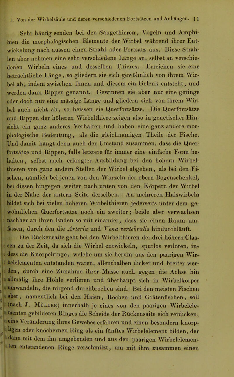 Sehr häufig senden bei den Säugethieren, Vögeln und Amphi- bien die morphologischen Elemente der Wirbel während ihrer Ent- wickelung nach aussen einen Strahl oder Fortsatz aus. Diese Strah- len aber nehmen eine sehr verschiedene Länge an, selbst an verschie- denen Wirbeln eines und desselben Thieres. Erreichen sie eine beträchtliche Länge, so gliedern sie sich gewöhnlich von ihrem Wir- bel abj indem zwischen ihnen und diesem ein Gelenk entsteht, und werden dann Rippen genannt. Gewinnen sie aber nur eine geringe oder doch nur eine mässige Länge und gliedern sich von ihrem Wir- bel auch nicht ab, so heissen sie Querfortsätze. Die Querfortsätze und Rippen der höheren Wirbelthiere zeigen also in genetischer Hin- sicht ein ganz anderes Verhalten und haben eine ganz andere mor- phologische Bedeutung, als die gleichnamigen Theile der Fische. Und damit hängt denn auch der Umstand zusammen, dass die Quer- fortsätze und Rippen, falls letztere für immer eine einfache Form be- halten , selbst nach erlangter Ausbildung bei den höhern Wirbel- thieren von ganz andern Stellen der Wirbel abgehen, als bei den Fi- schen, nämlich bei jenen von den Wurzeln der obern Hogenschenkel, bei diesen hingegen weiter nach unten von den Körpern der Wirbel in der Nähe der untern Seite derselben. An mehreren Halswirbeln bildet sich bei vielen höheren Wirbelthieren jederseits unter dem ge- wöhnlichen Querfortsatze noch ein zweiter; beide aber verwachsen : nachher an ihren Enden so mit einander, dass sie einen Raum um- fassen, durch den die Arteria und Vena vertebralis hindurchläuft. Die Rückensaite geht bei den Wirbelthieren der drei höhern Clas-» t sen zu der Zeit, da sich die Wirbel entwickeln, spurlos verloren, in- i dess die Knorpelringe, welche um sie herum aus den paarigen Wir--. \ belelementen entstanden waren, allenthalben dicker und breiter wer» cden, durch eine Zunahme ihrer Masse auch gegen die Achse hin « allmälig ihre Höhle verlieren und überhaupt sich in Wirbelkörper umwandeln, die nirgend durchbrochen sind. Bei den meisten Fischen aber, namentlich bei den Haien, Rochen und Grätenfischen, soll Cnach J. Müller) innerhalb je eines von den paarigen Wirbelele- menten gebildeten Ringes die Scheide der Rückensaite sich verdicken, eine Veränderung ihres Gewebes erfahren und einen besondern knorp- ligen oder knöchernen Ring als ein fünftes Wirbelelement bilden, der •lann mit dem ihn umgebenden und aus den paarigen Wirbelelemen- ten entstandenen Ringe verschmilzt, um mit ihm zusammen einen