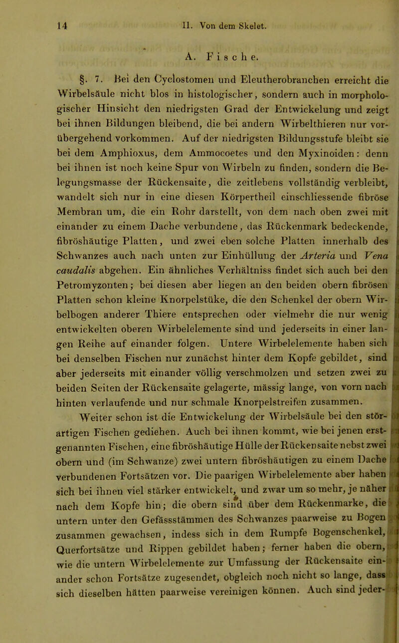 A. Fisch e. §. 7. Hei den Cyclostomeii und Eleutherobranchen erreicht die Wirbelsäule nicht blos in histologischer, sondern auch in morpholo- gischer Hinsicht den niedrigsten Grad der Entwickelung und zeigt bei ihnen Bildungen bleibend, die bei andern Wirbelthieren nur vor- übergehend vorkommen. Auf der niedrigsten Bildungsstufe bleibt sie bei dem Amphioxus, dem Ammocoetes und den Myxinoiden: denn bei ihnen ist noch keine Spur von Wirbeln zu finden, sondern die Be- legungsmasse der Rückensaite, die zeitlebens vollständig verbleibt, v?andelt sich nur in eine diesen Körpertheil einschliessende fibröse Membran um, die ein Rohr darstellt, von dem nach oben zwei mit einander zu einem Dache verbundene, das Rückenmark bedeckende, fibröshäutige Platten, und zwei eben solche Platten innerhalb des Schwanzes auch nach unten zur Einhüllung der Arteria und Vena caudalis abgehen. Ein ähnliches Verhältniss findet sich auch bei den Petromyzonten; bei diesen aber liegen an den beiden obern fibrösen Platten schon kleine Knorpelstüke, die den Schenkel der obern Wir- belbogen anderer Thiere entsprechen oder vielmehr die nur wenig entwickelten oberen Wirbelelemente sind und jederseits in einer lan- gen Reihe auf einander folgen. Untere Wirbelelemente haben sich bei denselben Fischen nur zunächst hinter dem Kopfe gebildet, sind aber jederseits mit einander völlig verschmolzen und setzen zwei zu beiden Seiten der Rückensaite gelagerte, mässig lange, von vorn nach hinten verlaufende und nur schmale Knorpelstreifen zusammen. Weiter schon ist die Entwickelung der Wirbelsäule bei den stör- artigen Fischen gediehen. Auch bei ihnen kommt, wie bei jenen erst- genannten Fischen, eine fibröshäutige Hülle der Rückensaite nebst zwei obern und (im Schwänze) zwei untern fibröshäutigen zu einem Dache verbundenen Fortsätzen vor. Die paarigen Wirbelelemente aber haben öich bei ihnen viel stärker entwickelt, und zwar um so mehr, je näher nach dem Kopfe hin; die obern sind über dem Rückenmarke, die untern unter den Gefässstämmen des Schwanzes paarweise zu Bogen zusammen gewachsen, indess sich in dem Rumpfe Bogenschenkel, Querfortsätze und Rippen gebildet haben; ferner haben die obern, wie die untern Wirbelelemente zur Umfassung der Rückensaite ein ander schon Fortsätze zugesendet, obgleich noch nicht so lange, da sich dieselben hätten paarweise vereinigen können. Auch sind jeder