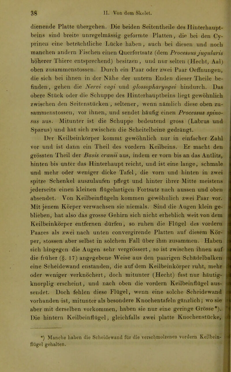 dienende Platte übergehen. Die beiden Seitentlieile des Hinterhaupt- beins sind breite unregelmässig geformte Platten, die- bei den Cy- prinen eine beträchtliche Lücke haben, auch bei diesen und noch manchen andern Fischen einen Querfortsatz (dem Processus j'ugularis höherer Thiere entsprechend) besitzen, und nur selten (Hecht, Aal) oben zusammenstosscn. Durch ein Paar oder zwei Paar OefFnungen, die sich bei ihnen in der Nähe der untern Enden dieser Theile be- finden, gehen die Nervi vagi und glossopharyngei hindurch. Das obere Stück oder die Schuppe des Hinterhauptbeins liegt gewöhnlich zwischen den Seitenstücken , seltener, wenn nämlich diese oben zu- sammenstosscn, vor ihnen, und sendet häufig einen Processus spino- sus aus. Mitunter ist die Schuppe bedeutend gross (Labrus und Sparus) und hat sich zwischen die Scheitelbeine gedrängt. Der Keilbeinkörper kommt gewöhnlich nur in einfacher Zahl vor und ist dann ein Theil des vordem Keilbeins. Er macht den grössten Theil der Basis cranii aus, indem er vorn bis an das Antlitz, hinten bis unter das Hinterhaupt reicht, und ist eine lange, schmale und mehr oder weniger dicke Tafel, die vorn und hinten in zwei spitze Schenkel auszulaufen pflegt und hinter ihrer Mitte meistens jederseits einen kleinen flügelartigen Fortsatz nach aussen und oben absendet. Von Keilbeinflügeln kommen gewöhnlich zwei Paar vor. Mit jenem Körper verwachsen sie niemals. Sind die Augen klein ge- blieben, hat also das grosse Gehirn sich nicht erheblich weit von dem Keilbeinkörper entfernen dürfen, so ruhen die Flügel des vordem Paares als zwei nach unten convergirende Platten auf diesem Kör- per, stossen aber selbst in solchem Fall über ihm zusammen. Haben sich hingegen die Augen sehr vergrössert, so ist zwischen ihnen auf die früher (§. 17) angegebene Weise aus den paarigen Schädelbalken eine Scheidewand enstanden, die auf dem Keilbeinkörper ruht, mehr oder weniger verknöchert, doch mitunter (Hecht) fast nur häutig- knorplig erscheint, und nach oben die vordem Keilbeinflügel aus- sendet. Doch fehlen diese Flügel, wenn eine solche SchcideAvand vorhanden ist, mitunter als besondere Knochentafeln gänzlich; wo sie aber mit derselben vorkommen, haben sie nur eine geringe Grösse*). Die hintern Keilbeinflügel, gleichfalls zwei platte Knochenstücke, •) Manche haben die Scheidewand für die verschmolzenen vordem Keilbein' flügel gehalten.