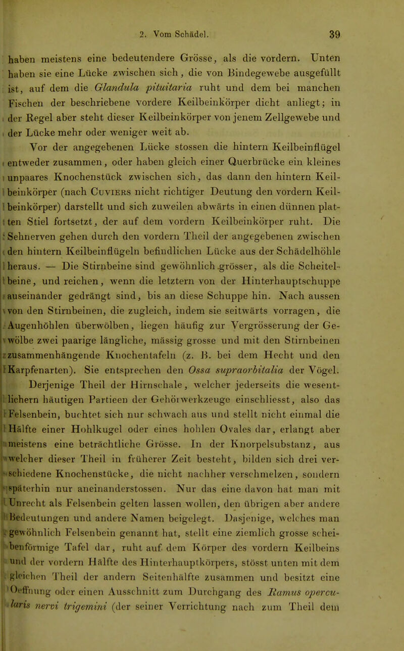 haben meistens eine bedeutendere Grösse, als die vordem. Unten haben sie eine Lücke zwischen sich, die von Bindegewebe ausgefüllt ist, auf dem die Glandula pituitaria ruht und dem bei manchen Fischen der beschriebene vordere Keilbeinkörper dicht anliegt; in I der Regel aber steht dieser Keilbeinkörper von jenem Zellgewebe und 1 der Lücke mehr oder weniger weit ab. Vor der angegebenen Lücke stossen die hintern Keilbeinflügel t entweder zusammen, oder haben gleich einer Querbrücke ein kleines 1 unpaares Knochenstück zwischen sich, das dann den hintern Keil- i beinkörper (nach Cüviers nicht richtiger Deutung den vordem Keil- ! beinkörper) darstellt und sich zuweilen abwärts in einen dünnen plat- i ten Stiel fortsetzt, der auf dem vordem Keilbeinkörper ruht. Die ; Sehnerven gehen durch den vordem Theil der angegebenen zwischen i den hintern Keilbeinflügeln befindlichen Lücke aus der Schädelhöhle l heraus. — Die Stirnbeine sind gewöhnlich .grösser, als die Scheitel- Ibeine, und reichen, wenn die letztern von der Hinterhauptschuppe sauseinander gedrängt sind, bis an diese Schuppe hin. Nach aussen \von den Stirnbeinen, die zugleich, indem sie seitwärts vorragen, die Augenhöhlen überwölben, liegen häufig zur Vergrösserung der Ge- Twölbe zwei paarige längliche, massig grosse und mit den Stirnbeinen zzusammenhängende Knochentafeln (z. B. bei dem Hecht und den IKarpfenarten). Sie entsprechen den Ossa supraorbitalia der Vögel. IDerjenige Theil der Hirnschale, welcher jederseits die wesent- 1 lichern häutigen Partieen der GehörAverkzeuge einschliesst, also das i Felsenbein, buchtet sich nur schwach aus und stellt nicht einmal die i! Hälfte einer Hohlkugel oder eines hohlen Ovales dar, erlangt aber in meistens eine beträchtliche Grösse. In der Knorpelsubstanz, aus Welcher dieser Theil in früherer Zeit besteht, bilden sich drei ver- i^chicdene Knochenstücke, die nicht nachher verschmelzen, sondern Späterhin nur aneinanderstossen. Nur das eine davon hat man mit 1 tirecht als Felsenbein gelten lassen wollen, den übrigen aber andere Bedeutungen und andere Namen beigelegt. Dasjenige, welches man . gewöhnlich Felsenbein genannt hat, stellt eine ziemlich grosse schei- ' benförmige Tafel dar, ruht auf dem Körper des vordem Keilbeins und der vordem Hälfte des Hinterhauptkörpers, stösst unten mit dem gleichen Theil der andern Seitenhälfte zusammen und besitzt eine Offfnimg oder einen Ausschnitt zum Durchgang des Itamus opercu- i'iris nervi trigemini (der seiner Verrichtung nach zum Theil dem