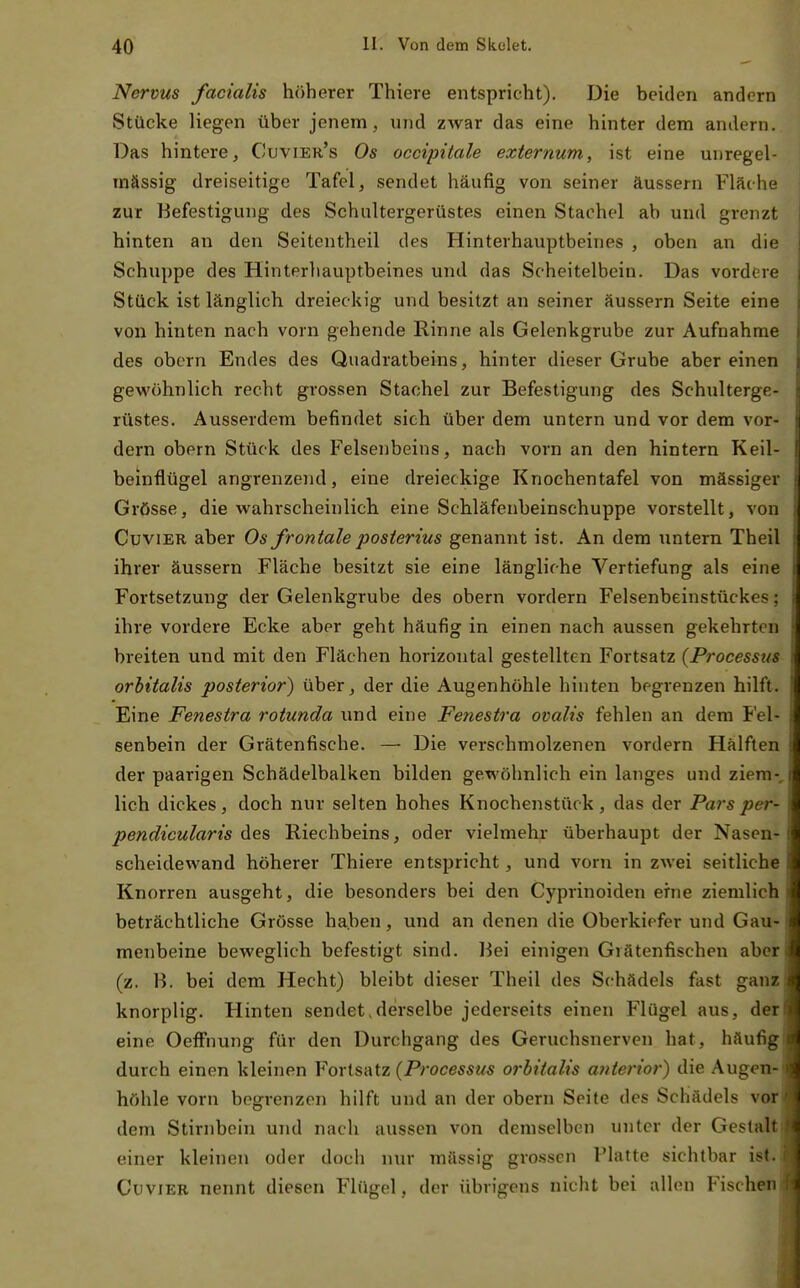 Nervus facialis höherer Thiere entspricht). Die beiden andern Stücke liegen über jenem, und zwar das eine hinter dem andern. Das hintere, Cuvier's Os occipitale externum, ist eine uuregel- raässig dreiseitige Tafel, sendet häufig von seiner äussern Fläche zur Befestigung des Schultergerüstes einen Stachel ab und grenzt hinten an den Seitentheil des Hinterhauptbeines , oben an die Schuppe des Hinterhauptbeines und das Scheitelbein. Das vordere Stück ist länglich dreieckig und besitzt an seiner äussern Seite eine von hinten nach vorn gehende Rinne als Gelenkgrube zur Aufnahme des obern Endes des Quadratbeins, hinter dieser Grube aber einen gewöhnlich recht grossen Stachel zur Befestigung des Schulterge- rüstes. Ausserdem befindet sieh über dem untern und vor dem vor- dem obern Stück des Felsenbeins, nach vorn an den hintern Keil- beinflügel angrenzend, eine dreieckige Knochentafel von mässiger Grösse, die wahrscheinlich eine Schläfenbeinschuppe vorstellt, von CuviER aber Os frontale posterius genannt ist. An dem untern Theil ihrer äussern Fläche besitzt sie eine längliche Vertiefung als eine Fortsetzung der Gelenkgrube des obern vordem Felsenbeinstückes; ihre vordere Ecke aber geht häufig in einen nach aussen gekehrten breiten und mit den Flächen horizontal gestellten Fortsatz {Processtts orbitalis posterior) über, der die Augenhöhle hinten begrenzen hilft. Eine Fenestra rotunda und eine Fenestra ovalis fehlen an dem Fel- senbein der Grätenfische. — Die verschmolzenen vordem Hälften der paarigen Schädelbalken bilden gewöhnlich ein langes und ziem lieh dickes, doch nur selten hohes Knochenstück, das der Pars per- pendicularis des Riechbeins, oder vielmehr überhaupt der Nasen- scheidewand höherer Thiere entspricht, und vorn in zwei seitliche Knorren ausgeht, die besonders bei den Cyprinoiden erne ziemlich beträchtliche Grösse haben, und an denen die Oberkiefer und Gau- menbeine beweglich befestigt sind. Bei einigen Grätenfischen aber (z. B. bei dem Hecht) bleibt dieser Theil des Schädels fast ganz knorplig. Hinten sendet,derselbe jederseits einen Flügel aus, der eine OefFnung für den Durchgang des Geruchsnerven hat, häufig durch einen kleinen Vovisaiz {Processus orbitalis anterior) die Augen- höhle vom begrenzen hilft und an der obern Seite des Schädels voi* dem Stirnbein und nach aussen von demselben unter der Gestftlt einer kleinen oder doch nur massig gro.ssen Platte sichtbar ist. CuviER nennt diesen Flügel, der übrigens nicht bei allen Fischöl