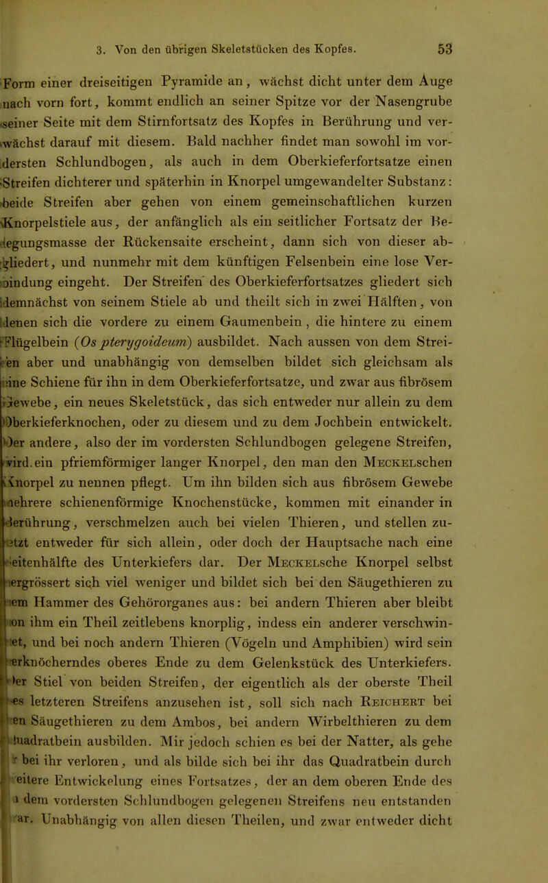 Form einer dreiseitigen Pyramide an, wächst dicht unter dem Auge nach vorn fort, kommt endlich an seiner Spitze vor der Nasengrube meiner Seite mit dem Stirnfortsatz des Kopfes in Berührung und ver- wächst darauf mit diesem. Bald nachher findet man sowohl im vor- dersten Schlundbogen, als auch in dem Oberkieferfortsatze einen ^Streifen dichterer imd späterhin in Knorpel umgewandelter Substanz: <bek\e Streifen aber gehen von einem gemeinschaftlichen kurzen \Knorpelstiele aus, der anfänglich als ein seitlicher Fortsatz der Be- fiegungsmasse der Rückensaite erscheint, dann sich von dieser ab- [^liedert, und nunmehr mit dem künftigen Felsenbein eine lose Ver- loindung eingeht. Der Streifen' des Oberkieferfortsatzes gliedert sieb idemnächst von seinem Stiele ab und theilt sich in zwei Hälften, von iJenen sich die vordere zu einem Gaumenbein, die hintere zu einem FFlügelbein {Os ptenjgoideum) ausbildet. Nach aussen von dem Strei- fen aber und unabhängig von demselben bildet sich gleichsam als üine Schieue für ihn in dem Oberkieferfortsatze, und zwar aus fibrösem ijrewebe, ein neues Skeletstück, das sich entweder nur allein zu dem )l)berkieferknochen, oder zu diesem und zu dem Jochbein entwickelt. ^i)er andere, also der im vordersten Schlundbogen gelegene Streifen, 'vird.ein pfriemförmiger langer Knorpel, den man den MECKELSchen iinorpel zu nennen pflegt. Um ihn bilden sich aus fibrösem Gewebe Maehrere schienenförmige Knochenstücke, kommen mit einander in Berührung, verschmelzen auch, bei vielen Thieren, und stellen zu- ■etzt entweder für sich allein, oder doch der Hauptsache nach eine fleitenhälfte des Unterkiefers dar. Der MECKELSche Knorpel selbst 'lergrössert sich viel weniger und bildet sich bei den Säugethieren zu iiem Hammer des Gehörorganes aus: bei andern Thieren aber bleibt »on ihm ein Theil zeitlebens knorplig, indess ein anderer verschwin- det, und bei noch andern Thieren (Vögeln und Amphibien) wird sein (lerkuöcherndes oberes Ende zu dem Gelenkstück des Unterkiefers. fhx Stiel von beiden Streifen, der eigentlich als der oberste Theil «8 letzteren Streifens anzusehen ist, soll sich nach Reichert bei »n Säugethieren zu dem Ambos, bei andern Wirbelthieren zu dem »taadratbein ausbilden. Mir jedoch schien es bei der Natter, als gehe bei ihr verloren, und als bilde sich bei ihr das Quadratbein durch «feilere Entwickelung eines Fortsatzes, der an dem oberen Ende des ü dem vordersten SchlundbogcTi gelegenen Streifens neu entstanden ifar. Unabhängig von allen diesen Theilen, und zwar entweder dicht