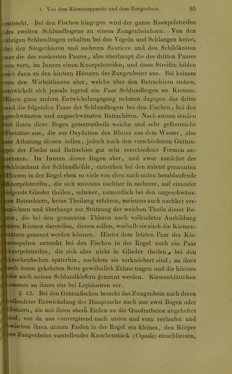 entsteht. Bei den Fischen hingegen wird der ganze Knorpelstreifen des zweiten Schlundbogens zu einem Zungenbeinhorn. Von den librigen Schlundbogen erhalten bei den Vögeln und Schlangen keine, bei den Säugethieren und mehrern Sauriern und den Schildkröten nur die des vordersten Paares, also überhaupt die des dritten Paares von vorn, im Innern einen Knorpelstreifen, und diese Streifen bilden ^ioh dann zu den hintern Hörnern des Zungenbeins aus. Bei keinem von den Wirbelthieren aber, welche über den Batrachiern stehen, entwickelt sich jemals irgend ein Paar Schlundbogen zu Kiemen. Einen ganz andern Entwickelungsgang nehmen dagegen das dritte und die folgenden Paare der Schlundbogen bei den Fischen, bei den eschwänzten und ungeschwänzten Batrachiern. Nach aussen senden i'i ihnen diese Bogen grösstentheils Aveiche und sehr gefässreiche Fortsätze aus, die zur Oxydation des Blutes aus dem Wasser, also iur Athmung dienen sollen, jedoch nach den verschiedenen Gattun- gen der Fische und Batrachier gar sehr verschiedene Formen an- ehmen. Im Innern dieser Bogen aber, und zwar zunächst der Schleimhaut der Schlundhöhle, entstehen bei den zuletzt genannten i'hieren in der Regel eben so viele von oben nach unten herablaufende Ivnorpelstreifen, die sich meistens nachher in mehrere, auf einander ülgende Glieder theilen, seltener, namentlich bei den ungeschwänz- en Batrachiern, keine Theilung erfahren, meistens auch nachher ver- aiöchern und überhaupt zur Stützung der weichen Theile dieser Bo- en, die bei den genannten Thieren nach vollendeter Ausbildung leren Kiemen darstellen, dienen sollen, weshalb sie auch die Kiemen- tützen genannt werden können. Hinter dem letzten Paar der Kie- nenspalten entsteht bei den Fischen in der Regel noch ein Paar vnorpelstreifen, die sich aber nicht in Glieder theilen ^ bei den Knochenfischen späterhin, nachdem sie verknöchert sind, an ihrer lach innen gekehrten Seite gewöhnlich Zähne tragen und die hintern der auch untern Schlundkiefern genannt werden. Kiemenblättchen ommen an ihnen nur bei Lepidosiren vor. §. 52. Bei den Grätenfischen besteht das Zungenbein nach deren ollendeter Entwickelung der Hauptsache nach aus zwei Bogen oder lörnern, die mit ihren obern Enden an die Quadratbeine angeheftet ind, von da aus convergirend nach unten und vorn verlaufen und wischen ihren untern Enden in der Regel ein kleines, den Körper es Zungenbeins vorstellendes Knochenstück (Copula) einschliessen.