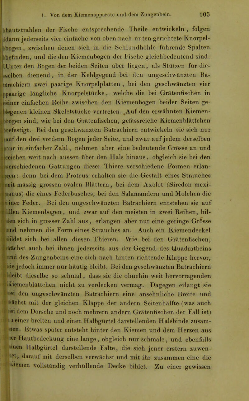 hhautstrahlen der Fische entsprechende Theile entwickeln , folgen dann jederseits vier einfache von oben nach unten gerichtete Knorpel- bogen , zwischen denen sich in die Schlundhöhle führende Spalten befinden, und die den Kiemenbogen der Fische gleichbedeutend sind. I nter den Bogen der beiden Seiten aber liegen, als Stützen für die- selben dienend, in der Kehlgegend bei den ungeschvvänzten Ha- trachiern zwei paarige Knorpelplatten , bei den geschwänzten vier [jaarige längliche Knorpelstücke, welche die bei Grätenfischen in ■iner einfachen Reihe zwischen den Kiemenbogen beider Seiten ge- llegenen kleinen Skeletstücke vertreten. ,Auf den erwähnten Kiemen- ogen sind, wie bei den Gräteufischen, gefässreiche Kiemenblättchen i'festigt. Bei den geschwänzten Batrachiern entwickeln sie sich nur Ulf den drei vordem Bogen jeder Seite, und zwar auf jedem derselben uir in einfacher Zahl, nehmen aber eine bedeutende Grösse an und •eichen weit nach aussen über den Hals hinaus, obgleich sie bei den erschiedenen Gattungen dieser Thiere verschiedene Formen erlan- ;en: denn bei dem Proteus erhalten sie die Gestalt eines Strauches nit massig grossen ovalen Blättern, bei dem Axolot (Siredon mexi- anus) die eines Federbusches, bei den Salamandern und Molchen die iner Feder. Bei den ungeschwänzten Batrachiern entstehen sie auf llen Kiemenbogen, und zwar auf den meisten in zwei Reihen, bil- en sich in grosser Zahl aus, erlangen aber nur eine geringe Grösse nd nehmen die Form eines Strauches an. Auch ein Kiemendeckel ildet sich bei allen diesen Thieren. Wie bei den Grätenfischen, .'ächst auch bei ihnen jederseits aus der Gegend des Quadratbeins nd des Zungenbeins eine sich nach hinten richtende Klappe hervor, ie jedoch immer nur häutig bleibt. Bei den geschwänzten Batrachiern leibt dieselbe so schmal, dass sie die ohnehin weit hervorragenden uemenblättchen nicht zu verdecken vermag. Dagegen erlangt sie ei den ungeschwänzten Batrachiern eine ansehnliche Breite und 'ächst mit der gleichen Klappe der andern Seitenhälfte (was auch ei dem Dorsche und noch mehrern andern Grätenfischen der Fall ist) i einer breiten und einen Halbgürtel darstellenden Halsbinde zusam- >en. Etwas später entsteht hinter den Kiemen und dem Herzen aus er Hautbedeckung eine lange, obgleich nur schmale, und ebenfalls inen Halbgürtel darstellende Falte, die sich jener erstem zuwen- et, darauf mit derselben verwächst und mit ihr zusammen eine die •viemen vollständig verhüllende Decke bildet. Zu einer gewissen