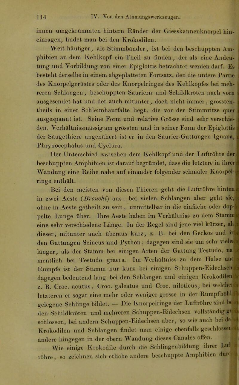 innen umgekiümmten hintern Ränder der Giesskannenknorpel hin- einragen, findet man bei den Krokodilen. Weit häufiger, als Stimmbänder, ist bei den beschuppten Am- phibien an dem Kehlkopf ein Theil zu finden, der als eine Andeu- tung und Vorbildung von einer Epiglottis betrachtet werden darf. Es besteht derselbe in einem abgeplatteten Fortsatz, den die untere Partie des Knorpelgerüstes oder des Knorpelringes des Kehlkopfes bei meh- reren Schlangen , beschuppten Sauriern und Schildkröten nach vorn ausgesendet hat und der auch mitunter, doch nicht immer, grössten- theils in einer Schleimhautfalte liegt, die vor der Stimmritze quer ausgespannt ist. Seine Form und relative Grösse sind sehr verschie- den. Verhältnissmässig am grössten und in seiner Form der Epiglottis der Säugethiere angenähert ist er in den Saurier-Gattungen Iguana, Phrynocephalus und Cyclura. Der Unterschied zwischen dem Kehlkopf und der Luftröhre der; beschuppten Amphibien ist darauf begründet, dass die letztere in ihrer: Wandung eine Reihe nahe auf einander folgender schmaler Knorpel-j ringe enthält. Bei den meisten von diesen Thieren geht die Luftröhre hinter in zwei Aeste (Bronchi) aus : bei vielen Schlangen aber geht sieJ ohne in Aeste getheilt zu sein, unmittelbar in die einfache oder dop-j pelte Lunge über. Ihre Aeste haben im Verhältniss zu dem Stami eine sehr verschiedene Länge. In der Regel sind jene viel kürzer, dieser, mitunter auch überaus kurz, z. B. bei den Geckos und ii den Gattungen Scincus und Python; dagegen sind sie um sehr viele länger, als der Stamm bei einigen Arten der Gattung Testudo, nal mentlich bei Testudo graeca. Im Verhältniss zu dem Halse un^ Rumpfe ist der Stamm nur kurz bei einigen S( huppcn-Eidechsfl dagegen bedeutend lang bei den Schlangen und einigen Krokodil« z. B. Croc. acutus, Croc. galeatus und Croc. niloticus, bei welcl letzteren er sogar eine mehr oder weniger grosse in der Rumpfhöhl gelegene Schlinge bildet. — Die Knorpelringe der Luftröhre sind den S(-hildkröten und mehreren Schuppen-Eidechsen vollständig: schlössen, bei andern Schuppen-Eidechsen aber, so wie auch bei d« Krokodilen und Schlangen findet man einige ebenfalls geschlosse^ andere hingegen in der obern Wandung dieses Canales offen. Wie einige Krokodile durch die Schlingenbildung ihrer Lu* röhre, so zeichnen sich etliche andere beschuppte Amphibien durd