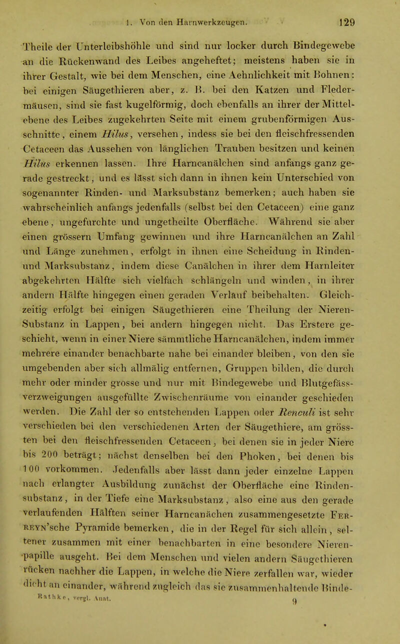 Theile der Unterleibshöhle und sind nur locker durch Bindegewebe au die Rückenwand des Leibes angeheftet; meistens haben sie in ihter Gestalt, wie bei dem Menschen, eine Aehnlichkeit mit Bohnen: bei einigen Säugethieren aber, z. B. bei den Katzen und Fleder- mäusen, sind sie fast kugelförmig, doch ebenfalls an ihrer der Mittel- ebene des Leibes zugekehrten Seite mit einem grubenformigen Aus- schnitte, einem Hilus, versehen, indess sie bei den fleischfressenden Cetaceen das Aussehen von länglichen Trauben besitzen und keinen Hütts erkennen lassen. Ihre Harncanälchen sind anfangs ganz ge- rade gestreckt, und es lässt sich dann in ihnen kein Unterschied von sogenannter Rinden- und Marksubstanz bemerken; auch haben sie Avahrscheinlich anfangs jedenfalls (selbst bei den Cetaceen) eine ganz ebene, ungefarchte und ungetheilte Oberfläche. Während sie aber einen grössern Umfang gewinnen und ihre Harncanälchen an Zahl und Länge zunehmen, erfolgt in ihnen eine Scheidung in Rinden- und Marksubstanz, indem diese Canälchen in ihrer dem Harnleiter abgekehrten Hälfte sich vielfach schlängeln und winden, in ihrer andern Hälfte hingegen einen geraden Verlauf beibehalten. Gleich- zeitig erfolgt bei einigen Säugethieren eine Theilung der Niei'en- Svibstanz in Lappen, bei andern hingegen nicht. Das Erstere ge- schieht, wenn in einer Niere sämmtliche Harncanälchen, indem immer mehrere einander benachbarte nahe bei einander bleiben, von den sie umgebenden aber sich allmälig entfernen, Gruppen bilden, die durch mehr oder minder grosse und nur mit Bindegewebe und Blutgefäss- verzAveigungen ausgefüllte Zwischenräume von einander geschieden werden. Die Zahl der so entstehenden Lappen oder Reneuli ist sehr verschieden bei den verschiedenen Arten der Säugethiere, am gröss- ten bei den fleischfressenden Cetaceen, bei denen sie in jeder Niere bis 200 beträgt; nächst denselben bei den Phoken, bei denen bis 100 vorkommen. .Tedenfalls aber lässt dann jeder einzelne Lappen nach erlangter Ausbildung zunächst der Oberfläche eine Rinden- substanz , in der Tiefe eine Marksubstanz, also eine aus den gerade verlaufenden Hälften seiner Harncanächen zusammengesetzte Feb- REYN'sche Pyramide bemerken, die in der Regel für sich allein, sel- tener zusammen mit einer benachbarten in eine besondere Nieren- papille ausgeht. Bei dem Menschen und vielen andern Säugethieren rücken nachher die Lappen, in welche die Niere zerfallen war, wieder dicht an einander, während zugleich das sie zusammenhaltende Binde- Rath ko, ver-jl. Aunt. n