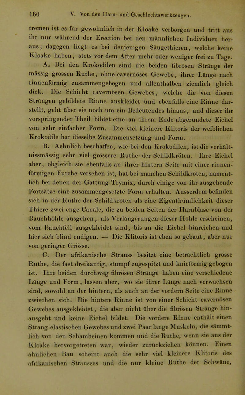 tremen ist es für gewöhnlich in der Kloake verborgen und tritt aus ihr nur während der Erection bei den männlichen Individuen her- aus; dagegen liegt es bei denjenigen Säugethieien, welche keine Kloake haben, stets vor dem After mehr oder weniger frei zu Tage. A. Bei den Krokodilen sind die beiden fibrösen Stränge der mässig grossen Ruthe, ohne cavernöses Gewebe, ihrer Länge nach rinnenförmig zusammengebogen und allenthalben ziemlich gleich dick. Die Schicht cavernösen Gewebes, welche die von diesen Strängen gebildete Rinne auskleidet und ebenfalls eine Rinne dar- stellt, geht über sie noch um ein Bedeutendes hinaus, und dieser ihr vorspringender Theil bildet eine an ihrem Ende abgerundete Eichel von sehr einfacher Form. Die viel kleinere Klitoris der weiblichen Krokodile hat dieselbe Zusammensetzung und Form. Ii. Aehnlich beschaffen, wie bei den Krokodilen, ist die verhält- nissmässig sehr viel grössere Ruthe der Schildkröten. Ihre Eichel aber, obgleich sie ebenfalls an ihrer hintern Seite mit einer rinnen- förmigen Furche versehen ist, hat bei manchen Schildkröten, nament- lich bei denen der Gattung Trymix, durch einige von ihr ausgehende Fortsätze eine zusammengesetzte Form erhalten. Ausserdem befinden sich in der Ruthe der Schildkröten als eine Eigenthiimlichkeit dieser Thiere zwei enge Canäle, die zu beiden Seiten der Harnblase von der Bauchhöhle ausgehen, als Verlängerungen dieser Höhle erscheinen, vom Bauchfell ausgekleidet sind, bis an die Eichel hinreichen und hier sich blind endigen. — Die Klitoris ist eben so gebaut, aber nur von geringer Grösse. C. Der afrikanische Strauss besitzt eine beträchtlich grosse Ruthe, die fast dreikantig, stumpf zugespitzt und knieförmig gebogen ist. Ihre beiden durchweg fibrösen Stränge haben eine verschiedene Länge und Form, lassen aber, wo sie ihrer Länge nach verwachsen sind, sowohl an der hintern, als auch an der vordem Seite eine Rinne zwischen sich. Die hintere Rinne ist von einer Schicht cavernösen Gewebes ausgekleidet, die aber nicht über die fibrösen Stränge hin- ausgeht und keine Eichel bildet. Die vordere Rinne enthält einen Strang elastischen Gewebes und zwei Paar lange Muskeln, die sämmt- lich von den Schambeinen kommen und die Ruthe, wenn sie aus der Kloake hervorgetreten war, wieder zurückziehen können. Einen ähnlichen Bau scheint auch die sehr viel kleinere Klitoris des afrikanischen Strausses und die nur kleine Ruthe der Schwäne,