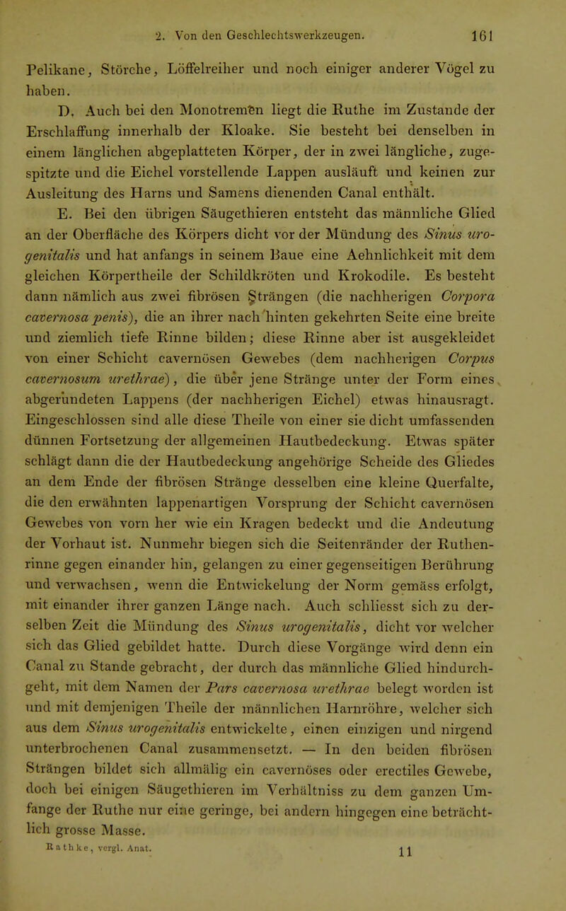 Pelikane, Störche, LöfFelreiher und noch einiger anderer Vögel zu haben, D, Auch bei den Monotrem^n liegt die Ruthe im Zustande der Erschlaffung innerhalb der Kloake. Sie besteht bei denselben in einem länglichen abgeplatteten Körper, der in zwei längliche, zuge- spitzte und die Eichel vorstellende Lappen ausläuft und keinen zur Ausleitung des Harns und Samens dienenden Canal enthält. E. Bei den übrigen Säugethieren entsteht das männliche Glied an der Oberfläche des Körpers dicht vor der Mündung des Sinus uro- genitalis und hat anfangs in seinem Baue eine Aehnlichkeit mit dem gleichen Körpertheile der Schildkröten und Krokodile. Es besteht dann nämlich aus zwei fibrösen §lträngen (die nachherigen Corpora cavernosa penis), die an ihrer nach hinten gekehrten Seite eine breite und ziemlich tiefe Rinne bilden; diese Rinne aber ist ausgekleidet von einer Schicht cavernösen Gewebes (dem nachherigen Corpus cavernosum urethrae), die über jene Stränge unter der Form eines abgerundeten Lappens (der nachherigen Eichel) etwas hinausragt. Eingeschlossen sind alle diese Theile von einer sie dicht umfassenden dünnen Fortsetzung der allgemeinen Hautbedeckung. Etwas später schlägt dann die der Hautbedeckung angehörige Scheide des Gliedes an dem Ende der fibrösen Stränge desselben eine kleine Querfalte, die den erwähnten lappenartigen Vorsprung der Schicht cavernösen Gewebes von vorn her wie ein Kragen bedeckt und die Andeutung der Vorhaut ist. Nunmehr biegen sich die Seitenränder der Ruthen- rinne gegen einander hin, gelangen zu einer gegenseitigen Berührung und verwachsen, wenn die Entwickelung der Norm gemäss erfolgt, mit einander ihrer ganzen Länge nach. Auch schliesst sich zu der- selben Zeit die Mündung des Sinus urogenitalis, dicht vor welcher sich das Glied gebildet hatte. Durch diese Vorgänge Avird denn ein Canal zu Stande gebracht, der durch das männliche Glied hindurch- geht, mit dem Namen der Pars cavernosa urethrae belegt worden ist und mit demjenigen Theile der männlichen Harnröhre, welcher sich aus dem Sinus urogenitalis entwickelte, einen einzigen und nirgend unterbrochenen Canal zusammensetzt. — In den beiden fibrösen Strängen bildet sich allmälig ein cavernöses oder erectiles Gewebe, doch bei einigen Säugethieren im Verhältniss zu dem ganzen Um- fange der Ruthe nur eine geringe, bei andern hingegen eine beträcht- lich grosse Masse. R a t Ii k e , ver^l. Anat. •] i