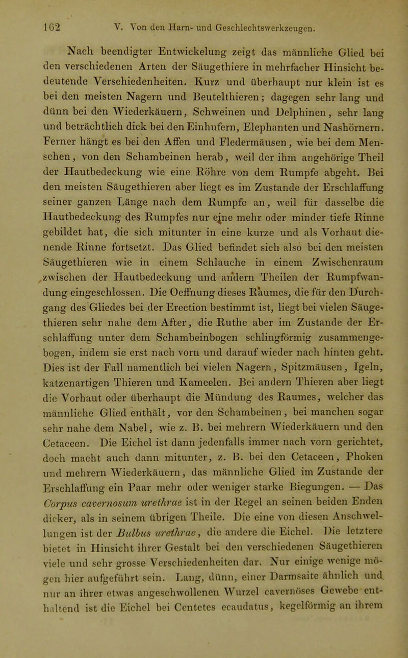 Nach beendigter Entwickelung zeigt das männliche Glied bei den verschiedenen Arten der Säugethiere in mehrfacher Hinsicht be- deutende Verschiedenheiten. Kurz und überhaupt nur klein ist es bei den meisten Nagern und Beutelthieren; dagegen sehr lang und dünn bei den Wiederkäuern, Schweinen und Delphinen, sehr lang und beträchtlich dick bei den Einhufern, Elephanten und Nashörnern. Ferner hängt es bei den Affen und Fledermäusen, wie bei dem Men- schen, von den Schambeinen herab, weil der ihm angehörige Theil der Hautbedeckung wie eine Röhre von dem Eumpfe abgeht. Bei den meisten Säugethieren aber liegt es im Zustande der Erschlaffung seiner ganzen Länge nach dem Rumpfe an, weil für dasselbe die Hautbedeckung des Rumpfes nur e^ne mehr oder minder tiefe Rinne gebildet hat, die sich mitunter in eine kurze und als Vorhaut die- nende Rinne fortsetzt. Das Glied befindet sich also bei den meisten Säugethieren wie in einem Schlauche in einem Zwischenraum zwischen der Hautbedeckung imd andern Theilen der Rumpfwan- dung eingeschlossen. Die Oeffnung dieses Raumes, die für den Durch- gang des Gliedes bei der Erection bestimmt ist, liegt bei vielen Säuge- thieren sehr nahe dem After, die Ruthe aber im Zustande der Er- schlaffung unter dem Schambeinbogen schlingförmig zusammenge- bogen, indem sie erst nach vorn und darauf wieder nach hinten geht. Dies ist der Fall namentlich bei vielen Nagern, Spitzmäusen, Igeln, katzenartigen Thieren und Kameelen. Bei andern Thieren aber liegt die Vorhaut oder überhaupt die Mündung des Raumes, welcher das männliche Glied enthält, vor den Schambeinen, bei manchen sogar sehr nahe dem Nabel, wie z. B. bei mehrern Wiederkäuern und den Cetacecn. Die Eichel ist dann jedenfalls immer nach vorn gerichtet, doch macht auch dann mitunter, z. B. bei den Cetaceen, Phokeu und mehrern Wiederkäuern, das männliche Glied im Zustande der Erschlaffung ein Paar mehr oder weniger starke Biegungen. — Das Corpus cavernosum urethrae ist in der Regel an seinen beiden Enden dicker, als in seinem übrigen Theile. Die eine von diesen Anschwel- lungen ist der wr(?/Ärrte, die andere die Eichel. Die letztere bietet in Hinsicht ihrer Gestalt bei den verschiedenen Säugethieren viele und sehr grosse Verschiedenheiten dar. Nur einige wenige mö- gen hier aufgeführt sein. Lang, dünn, einer Darmsaite ähnlich und. nur an ihrer etwas angeschwollenen Wurzel cavernöses Gewebe ent- haltend ist die Eichel bei Centetes ecaudatus, kegelförmig an ihrem