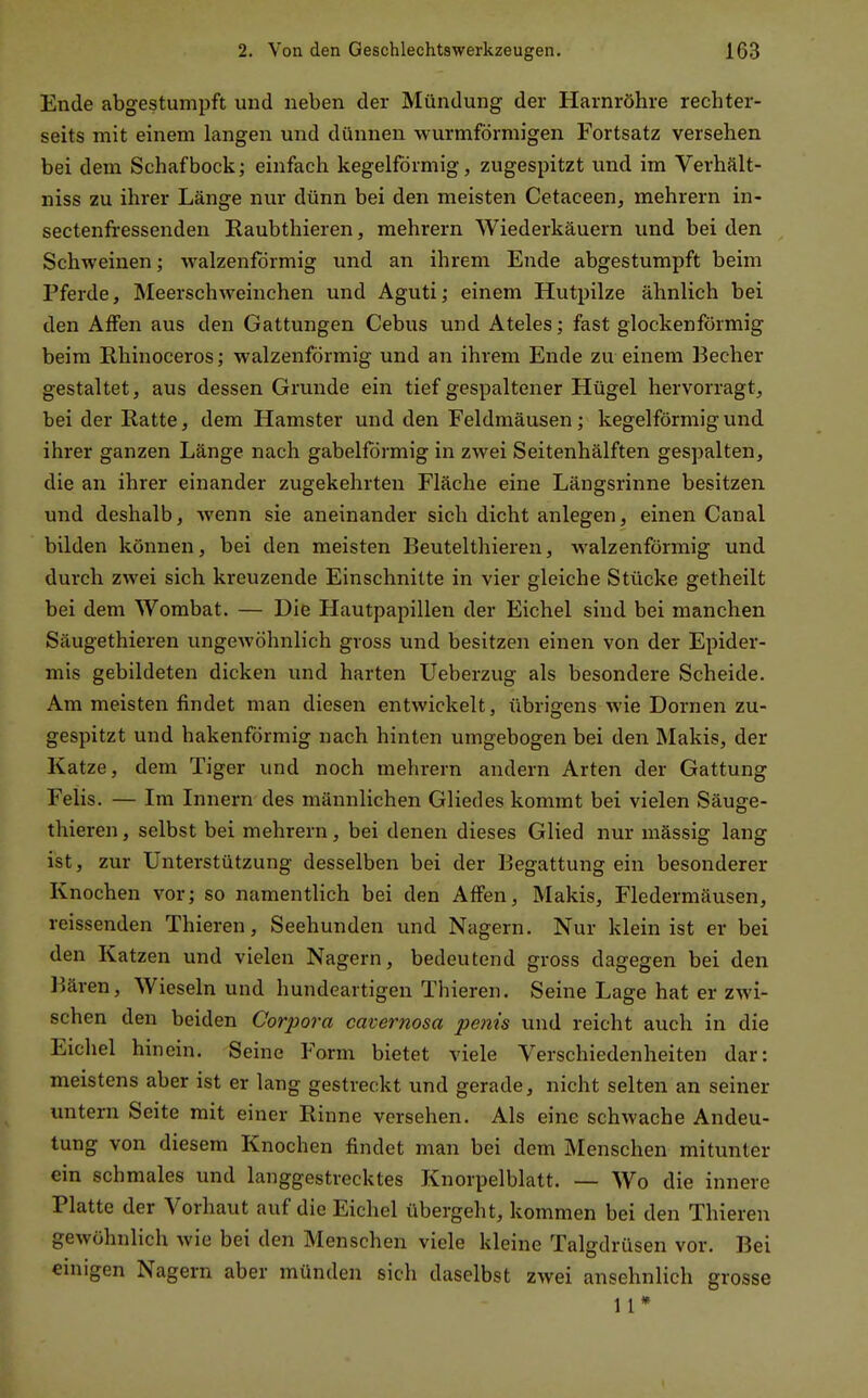 Ende abgestumpft und neben der Mündung der Harnröhre rechter- seits mit einem langen und dünnen wurmförmigen Fortsatz versehen bei dem Schafbock; einfach kegelförmig, zugespitzt und im Verhält- niss zu ihrer Länge nur dünn bei den meisten Cetaeeen, mehrern in- sectenfressenden Raubthieren, mehrern Wiederkäuern und bei den Schweinen; walzenförmig und an ihrem Ende abgestumpft beim Pferde, Meerschweinchen und Aguti; einem Hutpilze ähnlich bei den Affen aus den Gattungen Cebus und Ateles; fast glockenförmig beim Rhinoceros; walzenförmig und an ihrem Ende zu einem Becher gestaltet, aus dessen Grunde ein tief gespaltener Hügel hervorragt, bei der Ratte, dem Hamster und den Feldmäusen; kegelförmig und ihrer ganzen Länge nach gabelförmig in zwei Seitenhälften gespalten, die an ihrer einander zugekehrten Fläche eine Längsrinne besitzen und deshalb, wenn sie aneinander sich dicht anlegen, einen Canal bilden können, bei den meisten Beutelthieren, walzenförmig und durch zwei sich kreuzende Einschnitte in vier gleiche Stücke getheilt bei dem Wombat. — Die Hautpapillen der Eichel sind bei manchen Säugethicren ungewöhnlich gross und besitzen einen von der Epider- mis gebildeten dicken und harten Ueberzug als besondere Scheide. Am meisten findet man diesen entwickelt, übrigens wie Dornen zu- gespitzt und hakenförmig nach hinten umgebogen bei den Makis, der Katze, dem Tiger und noch mehrern andern Arten der Gattung Felis. — Im Innern des männlichen Gliedes kommt bei vielen Säuge- thicren , selbst bei mehrern, bei denen dieses Glied nur mässig lang ist, zur Unterstützung desselben bei der Begattung ein besonderer Knochen vor; so namentlich bei den Affen, Makis, Fledermäusen, reissenden Thieren, Seehunden und Nagern. Nur klein ist er bei den Katzen und vielen Nagern, bedeutend gross dagegen bei den Bären, Wieseln und hundeartigen Thieren. Seine Lage hat er zwi- schen den beiden Corpora cavernosa penis und reicht auch in die Eichel hinein. Seine Form bietet viele Verschiedenheiten dar: meistens aber ist er lang gestreckt und gerade, nicht selten an seiner untern Seite mit einer Rinne versehen. Als eine schwache Andeu- tung von diesem Knochen findet man bei dem Menschen mitunter ein schmales und langgestrecktes Knorpelblatt. — Wo die innere Platte der Vorhaut auf die Eichel übergeht, kommen bei den Thieren gewöhnlich wie bei den Menschen viele kleine Talgdrüsen vor. Bei einigen Nagern aber münden sich daselbst zwei ansehnlich grosse 11*