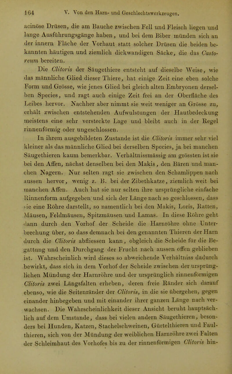 acinöse Drüsen, die am Bauche zwischen Fell und Fleisch liegen und lange Ausführungsgänge haben, und bei dem Biber münden sich an der innern Fläche der Vorhaut statt solcher Drüsen die beiden be- kannten häutigen und ziemlich dickwandigen Säcke, die das Casto- reum bereiten. Die CUtoris der Säugethiere entsteht auf dieselbe Weise, wie das männliche Glied dieser Thiere, hat einige Zeit eine eben solche Form und Grösse, wie jenes Glied bei gleich alten Embryonen dersel- ben Speeles, und ragt auch einige Zeit frei an der Oberfläche des Leibes hervor. Nachher aber nimmt sie weit weniger an Grösse zu, erhält zwischen entstehenden Aufwulstungen der Hautbedeckung meistens eine sehr versteckte Lage und bleibt auch in der Regel rinnenförmig oder ungeschlossen. In ihrem ausgebildeten Zustande ist die CUtoris immer sehr viel kleiner als das männliche Glied bei derselben Species, ja bei manchen Säugethieren kaum bemerkbar. Verhältnissmässig am grössten ist sie bei den Affen, nächst denselben bei den Makis, den Bären und man- chen Nagern. Nur selten ragt sie zwischen den Schamlippen nach aussen hervor, wenig z. B. bei der Zibethkatze, ziemlich weit bei manchen Affen. Auch hat sie nur selten ihre ursprüngliche einfache Rinnenform aufgegeben und sich der Länge nach so geschlossen, dass ^ie eine Röhre darstellt, so namentlich bei den Makis, Loris, Ratten, Mäusen, Feldmäusen, Spitzmäusen und Lamas. In diese Röhre geht dann durch den Vorhof der Scheide die Harnröhre ohne Unter- brechung über, so dass demnach bei den genannten Thieren der Harn durch die CUtoris abfliessen kann, obgleich die Scheide für die Be- gattung und den Durchgang der Frucht nach aussen offen geblieben ist. Wahrscheinlich wird dieses so abweichende Verhältniss dadurch bewirkt, dass sich in dem Vorhof der Scheide zwischen der ursprüng- lichen Mündung der Harnröhre und der ursprünglich rinnenförmigen CUtoris zwei Längsfalten erheben, deren freie Ränder sich darauf ebenso, wie die Seitenränder der CUtoris, in die sie übergehen, gegen einander hinbegeben und mit einander ihrer ganzen Länge nach ver- wachsen. Die Wahrscheinlichkeit dieser Ansicht beruht hauptsäch- lich auf dem Umstände, dass bei vielen andern Säugethieren, beson- ders bei Hunden, Katzen, Stachelschweinen, Gürtelthieren und Faul- thieren, sich von der Mündung der weiblichen Harnröhre zwei Falten der Schleimhaut des Vorhofes bis zu der rinnenförmigen CUtoris hin-