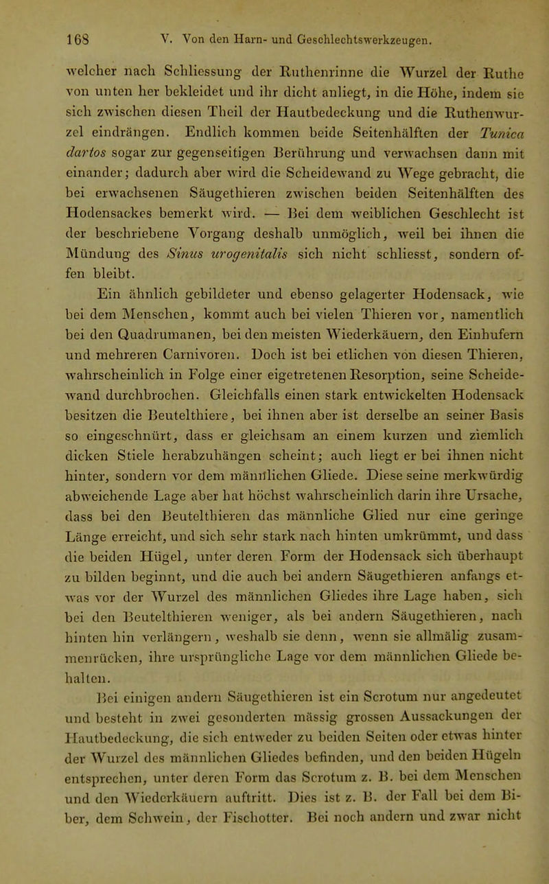 welcher nach Schliessung der Ruthenrinne die Wurzel der Ruthe von unten her bekleidet und ihr dicht anliegt, in die Höhe, indem sie sich zwischen diesen Theil der Hautbedeckung und die Ruthenwur- zel eindrängen. Endlich kommen beide Seitenhälften der Tunica dartos sogar zur gegenseitigen Berührung und verwachsen dann mit einander; dadurch aber wird die Scheidewand zu Wege gebracht, die bei erwachsenen Säugethieren zwischen beiden Seitenhälften des Hodensackes bemerkt wird. — Bei dem weiblichen Geschlecht ist der beschriebene Vorgang deshalb unmöglich, weil bei ihnen die Mündung des Sinus urogenitalis sich nicht schliesst, sondern of- fen bleibt. Ein ähnlich gebildeter und ebenso gelagerter Hodensack, wie bei dem Menschen, kommt auch bei vielen Thieren vor, namentlich bei den Quadrumanen, bei den meisten Wiederkäuern, den Einhufern und mehreren Carnivoren. Doch ist bei etlichen von diesen Thieren,. wahrscheinlich in Folge einer eigetretenen Resorption, seine Scheide- wand durchbrochen. Gleichfalls einen stark entwickelten Hodensack besitzen die Beutelthiere, bei ihnen aber ist derselbe an seiner Basis so eingeschnürt, dass er gleichsam an einem kurzen und ziemlich dicken Stiele herabzuhängen scheint; auch liegt er bei ihnen nicht hinter, sondern vor dem männlichen Gliede. Diese seine merkwürdig abweichende Lage aber hat höchst wahrscheinlich darin ihre Ursache, dass bei den Beutelthieren das männliche Glied nur eine geringe Länge erreicht, und sich sehr stark nach hinten umkrümmt, und dass die beiden Hügel, unter deren Form der Hodensack sich überhaupt zu bilden beginnt, und die auch bei andern Säugethieren anfangs et- Avas vor der Wurzel des männlichen Gliedes ihre Lage haben, sich bei den Beutelthieren weniger, als bei andern Säugethieren, nach hinten hin verlängern, weshalb sie denn, wenn sie allmälig zusam- menrücken, ihre ursprüngliche Lage vor dem männlichen Gliede be- halten. Bei einigen andern Säugethieren ist ein Scrotum nur angedeutet und besteht in zwei gesonderten mässig grossen Aussackungen der Hautbedeckung, die sich entweder zu beiden Seiten oder etwas hinter der Wurzel des männlichen Gliedes befinden, und den beiden Hügeln entsprechen, unter deren Form das Scrotura z. B. bei dem Menschen und den Wiederkäuern auftritt. Dies ist z. B. der Fall bei dem Bi- ber, dem Schwein, der Fischotter. Bei noch andern und zwar nicht