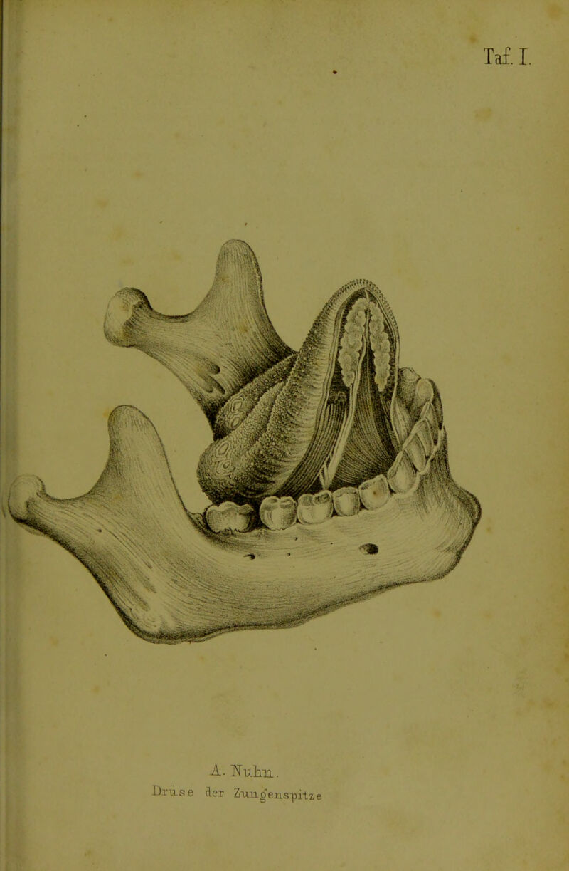 Tai. I. A. Kulm. Drüse der Zungenspitze