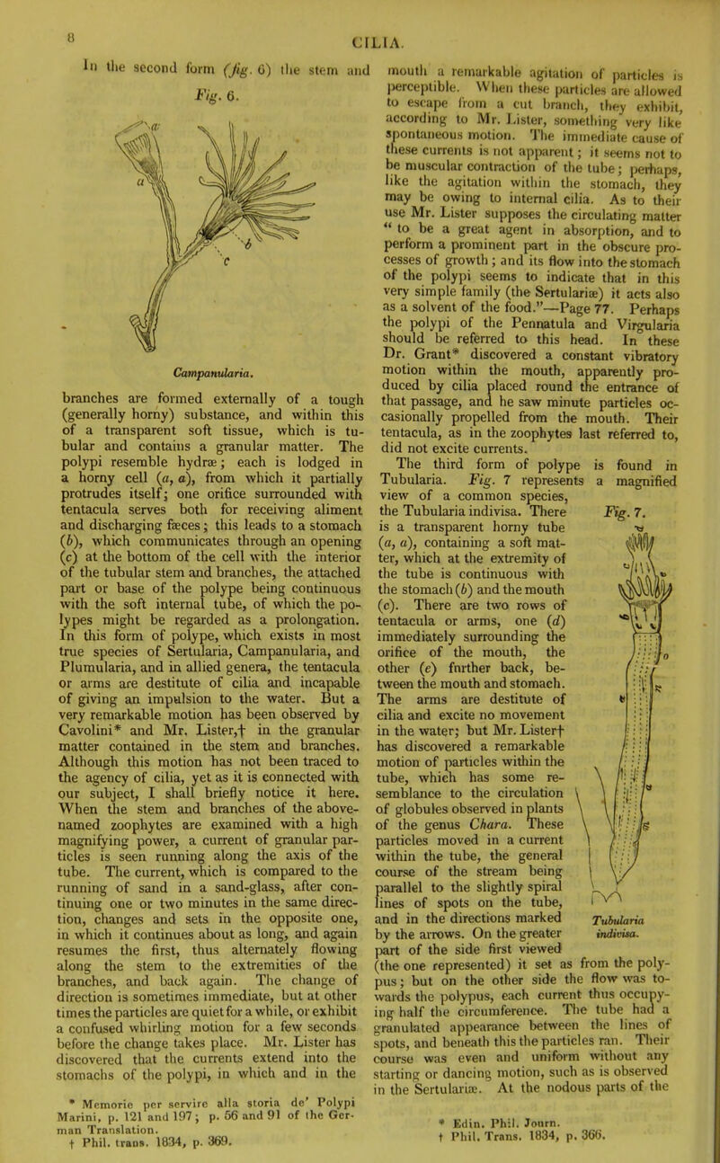 la the second form (jig. G) the stem and Fig. 6. Campanularia. branches are formed externally of a tough (generally horny) substance, and within this of a transparent soft tissue, which is tu- bular and contains a granular matter. The polypi resemble hydras; each is lodged in a horny cell (a, a), from which it partially protrudes itself; one orifice surrounded with tentacula serves both for receiving aliment and discharging faeces; this leads to a stomach (b) , which communicates through an opening (c) at the bottom of the cell with the interior of the tubular stem and branches, the attached part or base of the polype being continuous with the soft internal tube, of which the po- lypes might be regarded as a prolongation. In this form of polype, which exists in most true species of Sertularia, Campanularia, and Plumularia, and in allied genera, the tentacula or arms are destitute of cilia and incapable of giving an impulsion to the water. But a very remarkable motion has been observed by Cavolini* and Mr. Lister,f in the granular matter contained in the stem and branches. Although this motion has not been traced to the agency of cilia, yet as it is connected with our subject, I shall briefly notice it here. When the stem and branches of the above- named zoophytes are examined with a high magnifying power, a current of granular par- ticles is seen running along the axis of the tube. The current, which is compared to the running of sand in a sand-glass, after con- tinuing one or two minutes in the same direc- tion, changes and sets in the opposite one, in which it continues about as long, and again resumes the first, thus alternately flowing along the stem to the extremities of the branches, and back again. The change of direction is sometimes immediate, but at other times the particles are quiet for a while, or exhibit a confused whirling motion for a few seconds before the change takes place. Mr. Lister has discovered that the currents extend into the stomachs of the polypi, in which and in the * Mcmorie per scrvirc alia storia de' Polypi Marini, p. 121 and 197; p. 56 and 91 of ihc Ger- man Translation. t Phil, trans. 1834, p. 369. mouth a remarkable agitation of particles is perceptible. When these particles are allowed to escape from a cut branch, they exhibit, according to Mr. Lister, something very like' spontaneous motion. The immediate cause of these currents is not apparent; it seems not to be muscular contraction of the tube; perhaps, like the agitation within the stomach, they may be owing to internal cilia. As to their use Mr. Lister supposes the circulating matter  to be a great agent in absorption, and to perform a prominent part in the obscure pro- cesses of growth ; and its flow into the stomach of the polypi seems to indicate that in this very simple family (the Sertularia?) it acts also as a solvent of the food.—Page 77. Perhaps the polypi of the Pennatula and Virgularia should be referred to this head. In these Dr. Grant* discovered a constant vibratory motion within the mouth, apparently pro- duced by cilia placed round the entrance of that passage, and he saw minute particles oc- casionally propelled from the mouth. Their tentacula, as in the zoophytes last referred to, did not excite currents. The third form of polype is found in Tubularia. Fig. 7 represents a magnified view of a common species, the Tubularia indivisa. There Fig. 7. is a transparent horny tube (a, a), containing a soft mat- ter, which at the extremity of the tube is continuous with the stomach (6) and the mouth (c). There are two rows of tentacula or arms, one (d) immediately surrounding the orifice of the mouth, the other (e) fnrther back, be- tween the mouth and stomach. The arms are destitute of cilia and excite no movement in the water; but Mr. Listerf has discovered a remarkable motion of particles within the tube, which has some re- semblance to the circulation of globules observed in plants of the genus Chara. These particles moved in a current within the tube, the general course of the stream being parallel to the slightly spiral lines of spots on the tube, and in the directions marked by the arrows. On the greater part of the side first viewed (the one represented) it set as from the poly- pus ; but on the other side the flow was to- wards the polypus, each current thus occupy- ing half the circumference. The tube had a granulated appearance between the lines of spots, and beneath this the particles ran. Their course was even and uniform without any starting or dancing motion, such as is observed in the Sertularioe. At the nodous parts of the • Edin. Phil. Journ. t Phil. Trans. 1834, p. 366. Tubularia indivisa.