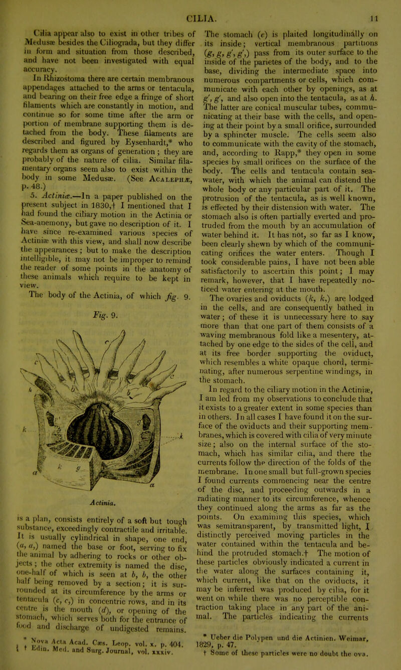 Cilia appear also to exist in other tribes of Medusae besides the Ciliograda, but they differ in form and situation from those described, and have not been investigated with equal accuracy. In Rhizostoma there are certain membranous appendages attached to the arms or tentacula, and bearing on their free edge a fringe of short filaments which are constantly in motion, and continue so for some time after the arm or portion of membrane supporting them is de- tached from the body. These filaments are described and figured by Eysenhardt,* who regards them as organs of generation ; they are probably of the nature of cilia. Similar fila- mentary organs seem also to exist within the body in some Medusae. (See Acalephje, p. 48.) 5. Actinia.—In a paper published on the present subject in 1830,^ I mentioned that I had found the ciliary motion in the Actinia or Sea-anemony, but gave no description of it. 1 have since re-examined various species of Actinia? with this view, and shall now describe the appearances; but to make the description intelligible, it may not be improper to remind the reader of some points in the anatomy of these animals which require to be kept in view. The body of the Actinia, of which Jig. 9 Fig. 9. A ctinia. is a plan, consists entirely of a soft but tough substance, exceedingly contractile and irritable. It is usually cylindrical in shape, one end, («, «,) named the base or foot, serving to fix the animal by adhering to rocks or other ob- jects ; the other extremity is named the disc one-half of which is seen at b, b, the other half being removed by a section; it is sur- rounded at its circumference by the arms or tentacula (c, r,) in concentric rows, and in its centre is the mouth («/), or opening of the Stomach, which serves both for the entrance of food and discharge of undigested remains. i I r'.,va lru Acad- CsM- LeoP- vol. x. p. 404. I r td.n. Med. and Surg. Journal, vol. xxxiv. The stomach (e) is plaited longitudinally on its inside; vertical membranous partitions (S> 8> S i S 0 Pass fr°m 'ts ou,er surface to the inside of the parietes of the body, and to the base, dividing the intermediate space into numerous compartments or cells, which com- municate with each other by openings, as at g', g1, and also open into the tentacula, as at h. The latter are conical muscular tubes, commu- nicating at their base with the cells, and open- ing at their point by a small orifice, surrounded by a sphincter muscle. The cells seem also to communicate with the cavity of the stomach, and, according to Rapp,* they open in some species by small orifices on the surface of the body. The cells and tentacula contain sea- water, with which the animal can distend the whole body or any particular part of it. The protrusion of the tentacula, as is well known, is effected by their distension with water. The stomach also is often partially everted and pro- truded from the mouth by an accumulation of water behind it. It has not, so far as I know, been clearly shewn by which of the communi- cating orifices the water enters. Though I took considerable pains, I have not been able satisfactorily to ascertain this point; I may remark, however, that I have repeatedly no- ticed water entering at the mouth. The ovaries and oviducts (Jt, k,) are lodged in the cells, and are consequently bathed in water; of these it is unnecessary here to say more than that one part of them consists of a waving membranous fold like a mesentery, at- tached by one edge to the sides of the cell, and at its free border supporting the oviduct, which resembles a white opaque chord, termi- nating, after numerous serpentine windings, in the stomach. In regard to the ciliary motion in the Actinias, I am led from my observations to conclude that it exists to a greater extent in some species than in others. In all cases I have found it on the sur- face of the oviducts and their supporting mem - branes, which is covered with cilia of very minute size; also on the internal surface of the sto- mach, which has similar cilia, and there the currents follow the direction of the folds of the membrane. In one small but full-grown species I found currents commencing near the centre of the disc, and proceeding outwards in a radiating manner to its circumference, whence they continued along the arms as far as the points. On examining this species, which was semitransparent, by transmitted light, I distinctly perceived moving particles in the water contained within the tentacula and be- hind the protruded stomach .f The motion of these particles obviously indicated a current in the water along the surfaces containing it, which current, like that on the oviducts, it may be inferred was produced by cilia, for it went on while there was no perceptible con- traction taking place in any part of the ani- mal. The particles indicating the currents • Ucbcr die Polyncn und die Actinicn. Weimar, 1829, p. 47. t Some of these particle! were no doubt ihe ova.