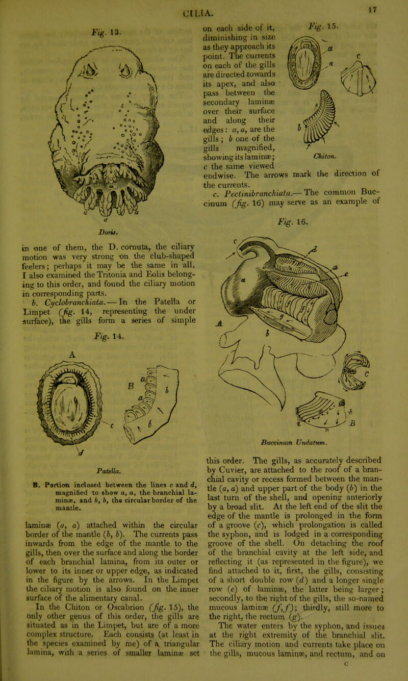 Fig. 13. on each side of it, Fig. 15- diminishing in size as they approach its point. The currents on each of the gills are directed towards its apex, and also pass between tlie secondary laminae over their surface and along their edges: a, a, are the gills; b one of the gills magnified, snowing its laminae; Chiton, c the same viewed endwise. The arrows mark the direction of the currents. c. Pectinibranchiata.— The common Buc- cinum (Jig. 16) may serve as an example of Fig. 16, in one of them, the D. cornuta, the ciliary motion was very strong on the club-shaped feelers; perhaps it may be the same in all. I also examined the Tritonia and Eolis belong- ing to this order, and found the ciliary motion in corresponding parts. b. Cyclobranchiata.— In the Patella or Limpet (fig. 14, representing the under surface), the gills form a series of simple Fig. 14. Patella. B. Portion inclosed between the lines c and d, magnified to show a, a, the branchial la- minx, and b, b, the circular border of the mantle. laminae (u, a) attached within the circular border of the mantle (fc, b). The currents pass inwards from the edge of the mantle to the gills, then over the surface and along the border of each branchial lamina, from its outer or lower to its inner or upper edge, as indicated in the figure by the arrows. In the Limpet the ciliary motion is also found on the inner surface of the alimentary canal. In the Chiton or Oscabrion (fig. 15), the only other genus of this order, the gills are situated as in the Limpet, but are of a more complex structure. Each consists (at least in the species examined by me) of a triangular lamina, with a series of smaller lamina; set Btwcinum Undatnm. this order. The gills, as accurately described by Cuvier, are attached to the roof of a bran- chial cavity or recess formed between the man- tle (a, a) and upper part of the body (b) in the last turn of the shell, and opening anteriorly by a broad slit. At the left end of the slit the edge of the mantle is prolonged in the form of a groove (c), which prolongation is called the syphon, and is lodged in a corresponding groove of the shell. On detaching the roof of the branchial cavity at the left side, and reflecting it (as represented in the figure), we find attached to it, first, the gills, consisting of a short double row (of) and a longer single row (e) of laminae, the latter being larger; secondly, to the right of the gills, the so-named mucous laminae (J',J); thirdly, still more to the right, the rectum (g). The water enters by the syphon, and issues at the right extremity of the branchial slit. The ciliary motion and currents take place on the gills, mucous laminae, and rectum, and on