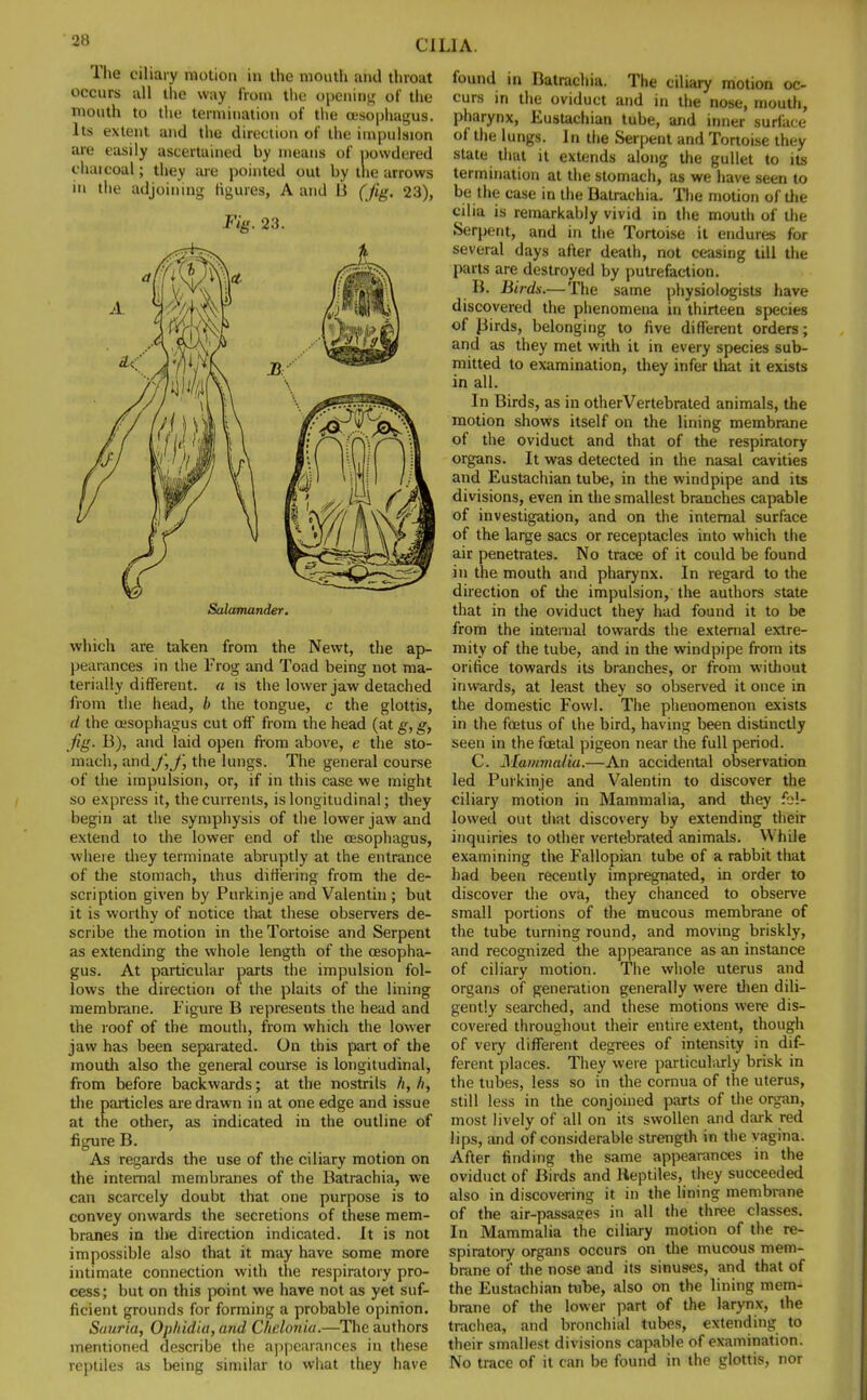 The ciliary motion in the mouth and throat occurs all the way from the opening of the mouth to the termination of the oesophagus. Its extent and the direction of the impulsion are easily ascertained by means of powdered chaicoal; they are pointed out by tlie arrows in the adjoining figures, A and B (jig. 23), Fig. 23. Salamander. which are taken from the Newt, the ap- pearances in the Frog and Toad being not ma- terially different, a is the lower jaw detached from the head, b the tongue, c the glottis, d the oesophagus cut off from the head (at g, g, Jig. B), and laid open from above, e the sto- mach, and the lungs. The general course of the impulsion, or, if in this case we might so express it, the currents, is longitudinal; they begin at the symphysis of the lower jaw and extend to the lower end of the oesophagus, where they terminate abruptly at the entrance of the stomach, thus differing from the de- scription given by Purkinje and Valentin ; but it is worthy of notice that these observers de- scribe the motion in the Tortoise and Serpent as extending the whole length of the oesopha- gus. At particular parts the impulsion fol- lows the direction of the plaits of the lining membrane. Figure B represents the head and the roof of the mouth, from which the lower jaw has been separated. On this part of the mouth also the general course is longitudinal, from before backwards; at the nostrils //, h, the particles are drawn in at one edge and issue at the other, as indicated in the outline of figure B. As regards the use of the ciliary motion on the internal membranes of the Batrachia, we can scarcely doubt that one purpose is to convey onwards the secretions of these mem- branes in the direction indicated. It is not impossible also that it may have some more intimate connection with the respiratory pro- cess; but on this point we have not as yet suf- ficient grounds for forming a probable opinion. Sauria, Opliidia, and Chelonia.—The authors mentioned describe the appearances in these reptiles as being similar to what they have found in Batrachia. The ciliary motion oc- curs in the oviduct and in the nose, mouth, pharynx, Eustachian tube, and inner surface of the lungs. In the Serpent and Tortoise they state that it extends along the gullet to its termination at the stomach, as we have seen to be the case in the Batrachia. The motion of the cilia is remarkably vivid in the mouth of the Serpent, and in the Tortoise it endures for several days after death, not ceasing till the parts are destroyed by putrefaction. B. Birds.— The same physiologists have discovered the phenomena in thirteen species of Birds, belonging to five different orders; and as they met with it in every species sub- mitted to examination, they infer that it exists in all. In Birds, as in otherVertebrated animals, the motion shows itself on the lining membrane of the oviduct and that of the respiratory organs. It was detected in the nasal cavities and Eustachian tube, in the windpipe and its divisions, even in the smallest branches capable of investigation, and on the internal surface of the large sacs or receptacles into which the air penetrates. No trace of it could be found in the mouth and pharynx. In regard to the direction of the impulsion, the authors state that in the oviduct they had found it to be from the internal towards the external extre- mity of the tube, and in the windpipe from its oritice towards its branches, or from without inwards, at least they so observed it once in the domestic Fowl. The phenomenon exists in the foetus of the bird, having been distinctly seen in the foetal pigeon near the full period. C. Mammalia.—An accidental observation led Purkinje and Valentin to discover the ciliary motion in Mammalia, and they fol- lowed out that discovery by extending their inquiries to other vertebrated animals. W hile examining the Fallopian tube of a rabbit that had been recently impregnated, in order to discover the ova, they chanced to observe small portions of the mucous membrane of the tube turning round, and moving briskly, and recognized the appearance as an instance of ciliary motion. The whole uterus and organs of generation generally were then dili- gently searched, and these motions were dis- covered throughout their entire extent, though of very different degrees of intensity in dif- ferent places. They were particularly brisk in the tubes, less so in the cornua of the uterus, still less in the conjoined parts of the organ, most lively of all on its swollen and dark red lips, and of considerable strength in the vagina. After finding the same appearances in the oviduct of Birds and Reptiles, they succeeded also in discovering it in the lining membrane of the air-passages in all the three classes. In Mammalia the ciliary motion of the re- spiratory organs occurs on the mucous mem- brane of the nose and its sinuses, and that of the Eustachian tube, also on the lining mem- brane of the lower part of the larynx, the trachea, and bronchial tubes, extending to their smallest divisions capable of examination. No trace of it can be found in the glottis, nor