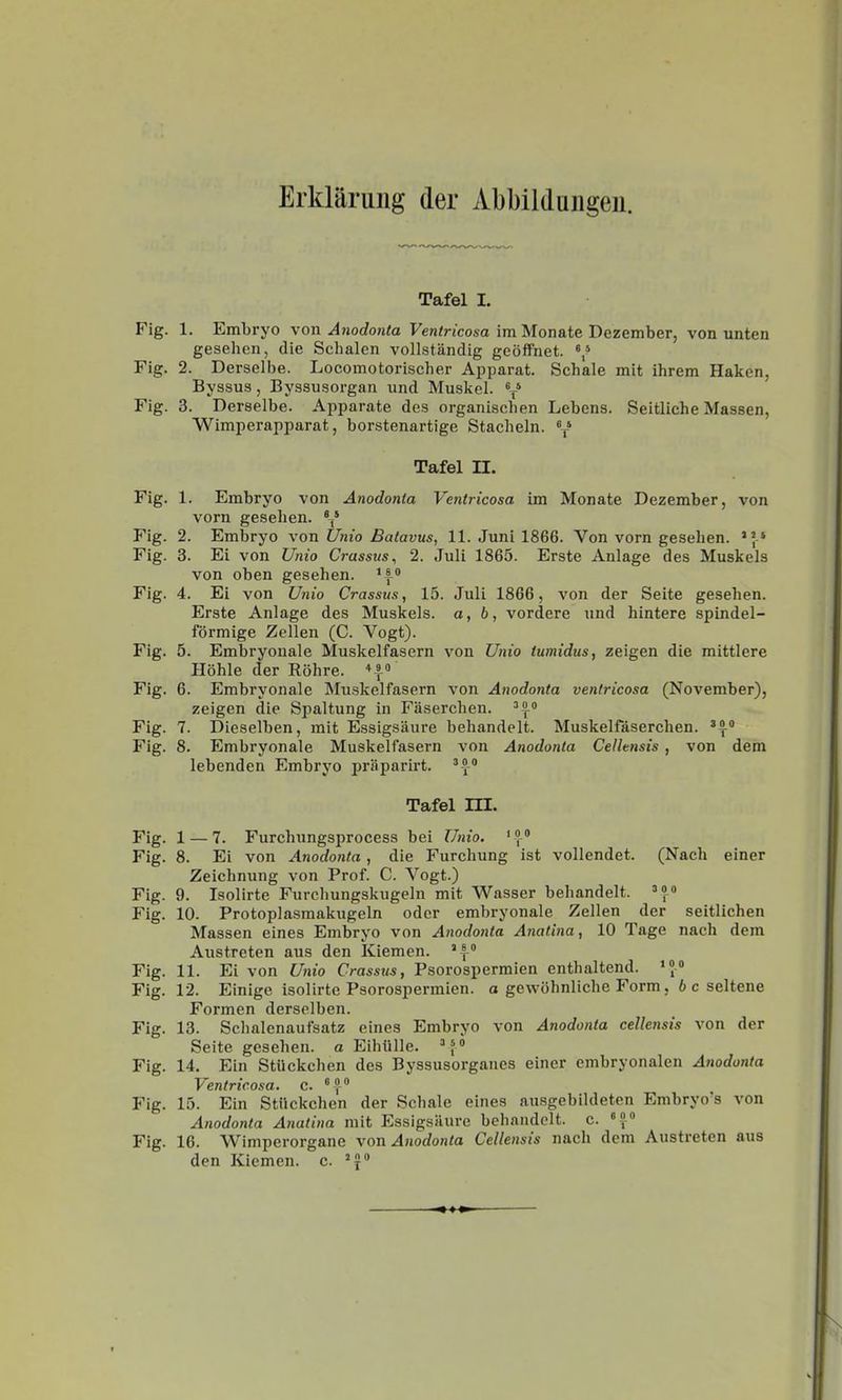 Erklarung der Abbildungeu. Tafel I. Fig. 1. Embryo von Anodonta Ventricosa im Monate Dezember, von unten gesehen, die Schalen vollstandig geôffnet. Y Fig. 2. Derselbe. Locomotorischer Apparat. Schale mit ihrem Haken, Byssus, Byssusorgan und Muskel. Y Fig. 3. Derselbe. Apparate des organischen Lebens. Seitliche Massen, Wimperapparat, borstenartige Stacbeln. Y Tafel II. Fig. 1. Embryo von Anodonta Ventricosa im Monate Dezember, von vorn gesehen. Y Fig. 2. Embryo von Unio Balavus, 11. Juni 1866. Von vorn gesehen. Fig. 3. Ei von Unio Crassus, 2. Juli 1865. Erste Anlage des Muskels von oben gesehen. Fig. 4. Ei von Utiio Crassus, 15. Juli 1866, von der Seite gesehen. Erste Anlage des Muskels. a, b, vordere und hintere spindel- fôrmige Zellen (C. Vogt). Fig. 5. Embryonale Muskelfasern von Unio tumidus, zeigen die mittlere Hôhle der Rôhre. ■'-f » Fig. 6. Embryonale Muskelfasern von Anodonta ventricosa (November), zeigen die Spaltung in Fiiserehen. ^\'> Fig. 7. Dieselben, mit Essigsaure behandelt. Muskelfaserchen. '5- Fig. 8. Embryonale Muskelfasern von Anodonta Cellensis, von dem lebenden Embryo priiparirt. Tafel m. Fig. 1 — 7. Furchungsprocess bei l7nio. Fig. 8. Ei von Anodonta, die Furchung ist vollendet. (Nach einer Zeichnung von Prof. C. Vogt.) Fig. 9. Isolirte Furchungskugeln mit Wasser behandelt. Fig. 10. Protoplasmakugeln oder embryonale Zellen der seitliehen Massen eines Embryo von Anodonta Atiatina, 10 Tage nach dem Austreten aus den Kiemen. I Fig. 11. Ei von Unio Crassus, Psorospermien enthaltend. Fig. 12. Einige isolirte Psorospermien. a gewôhnliche Form, 6 c seltene Formen derselben. Fig. 13. Schalenaufsatz eines Embryo von Anodonta cellensis von der Seite gesehen. a Eihiille. Fig. 14. Ein Stiickchen des Byssusorganes einer embryonalen Anodonta Ventricosa. c.  ?  Fig. 15. Ein Stiickchen der Schale eines ausgebildeten Embryo's von Anodonta Anatina mit Essigsilure behandelt. c. Fig. 16. Wimperorgane von Anodonta Cellensis nach dem Austreten aus den Kicmen. c.