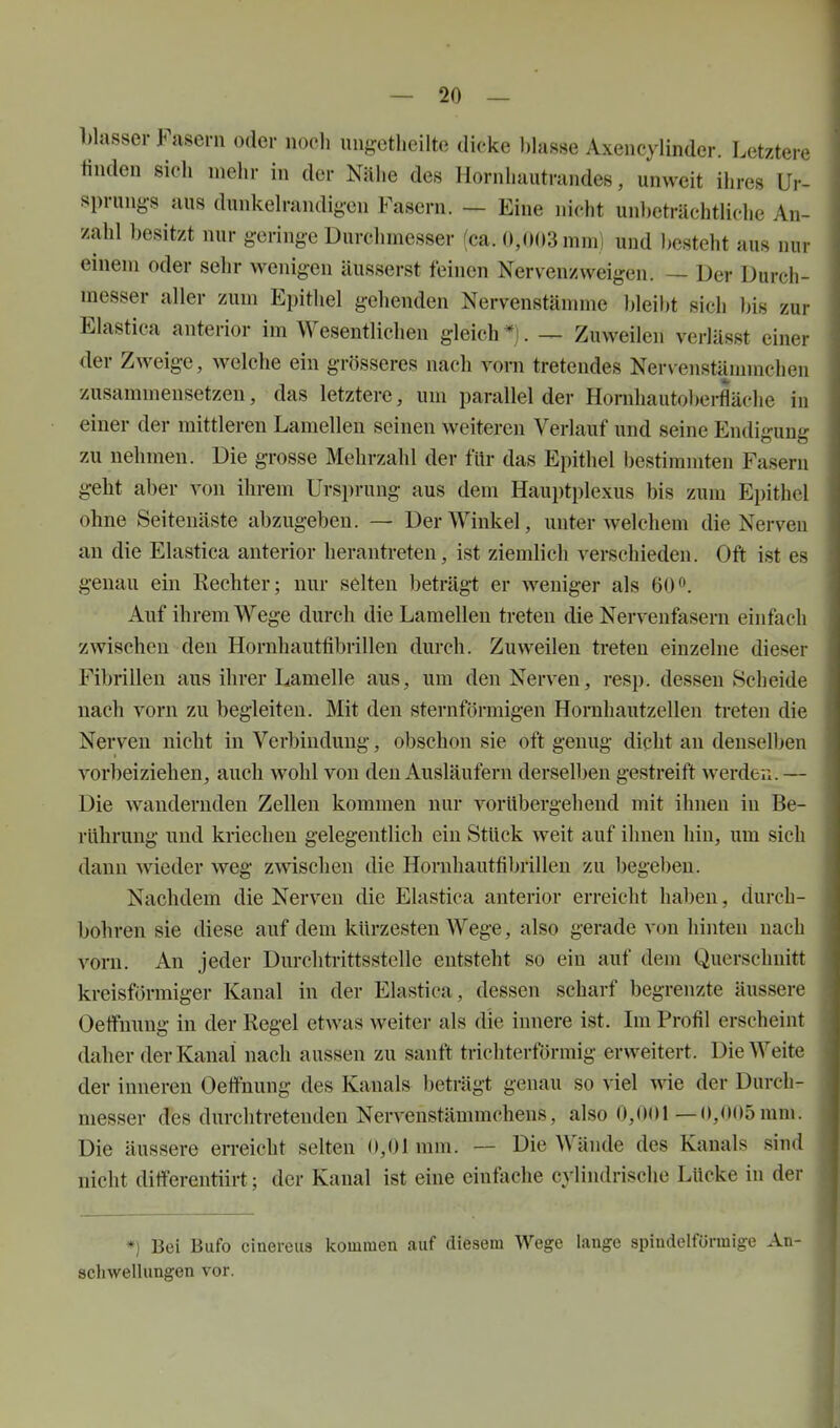 blasser Fasern oder noch iingctheilto dicke blasse Axencylinder. Letztere finden sich mehr in der Nähe des llornhautrundes, unweit ihres Ur- sprungs aus dunkelrandigcn Fasern. — Eine nicht unl)eträchtliche An- zahl besitzt nur geringe Durchmesser (ca. 0,(K)3mm) und l)csteht aus nur einem oder sehr wenigen äusserst feinen Nervenzweigen. — Der Durch- messer aller zum Epithel gehenden Nervenstämme bleibt sich bis zur Elastica anterior im Wesentlichen gleich*!. — Zuweilen verlässt einer der Zweige, welche ein grösseres nach vorn tretendes Nervenstämmchen zusammensetzen, das letztere, um parallel der Hornhautol)ei-fläche in einer der mittleren Lamellen seinen weiteren Verlauf und seine Endigung zu nehmen. Die grosse Mehrzahl der für das Epithel l)estimmten Fasern geht aber von ihrem Ursprung aus dem Hauptplexus bis zum Epithel ohne Seitenäste abzugeben. — Der Winkel, unter welchem die Nerven an die Elastica anterior herantreten, ist ziemlich verschieden. Oft ist es genau ein Kechter; nur selten beträgt er weniger als 60 Auf ihrem Wege durch die Lamellen treten die Nervenfasern einfach zwischen den Horuhautfibrillen durch. Zuweilen treten einzelne dieser Fibrillen aus ihrer Lamelle aus, um den Nerven, resp. dessen Scheide nach vorn zu begleiten. Mit den sternförmigen Hornhautzellen treten die Nerven nicht in Verbindung, obschon sie oft genug dicht an denselben vorbeiziehen, auch wohl von den Ausläufern dersel1)en gestreift werden. — Die wandernden Zellen kommen nur vorübergehend mit ihnen in Be- rührung und kriechen gelegentlich ein Stück weit auf ihnen hin, um sich dann wieder weg zwischen die Hornhautfibrillen zu begeben. Nachdem die Nerven die Elastica anterior erreicht haben, durch- bohren sie diese auf dem kürzesten Wege, also gerade von hinten nach vorn. An jeder Durch trittssteile entsteht so ein auf dem Querschnitt kreisförmiger Kanal in der Elastica, dessen scharf begrenzte äussere Oetfnung in der Regel etwas weiter als die innere ist. Im Profil erscheint daher der Kanal nach aussen zu sanft trichterförmig erweitert. Die Weite der inneren Oelfnung des Kanals beträgt genau so viel wie der Durch- messer des durchtretenden Nervenstämmchens, also 0,001—(),0()5 mm. Die äussere erreicht selten 0,01mm. — Die Wände des Kanals sind nicht ditferentiirt; der Kanal ist eine einfache cylindrische Lücke in der *) Bei Bufo cinereus kommen auf diesem Wege lange spindelförmige An- schwellungen vor.