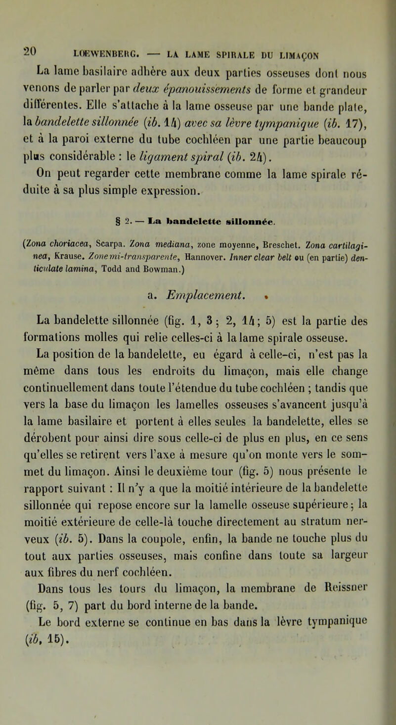 La lame basilaire adhère aux deux parties osseuses dont nous venons de parler par deux épanouissements de forme et grandeur différentes. Elle s'attache à la lame osseuse par une bande plaie, la bandelette sillonnée (ib. 14) avec sa lèvre tympanique (ib. 17), et à la paroi externe du tube cochléen par une partie beaucoup plus considérable : le ligament spiral {ib. 24). On peut regarder cette membrane comme la lame spirale ré- duite à sa plus simple expression. § 2. — La bandelette sillonnée. (Zona choriacea, Scarpa. Zona mediana, zone moyenne, Breschet. Zona cartilagi- nea, Krause. Zone mi-transparente, Hannover. Innerclear belt ou (en partie) den- ticulate lamina, Todd and Bowman.) a. Emplacement. • La bandelette sillonnée (fig. 1, 3 ; 2, 14; 5) est la partie des formations molles qui relie celles-ci à la lame spirale osseuse. La position de la bandelette, eu égard à celle-ci, n'est pas la même dans tous les endroits du limaçon, mais elle change continuellement dans toute l'étendue du tube cochléen ; tandis que vers la base du limaçon les lamelles osseuses s'avancent jusqu'à la lame basilaire et portent à elles seules la bandelette, elles se dérobent pour ainsi dire sous celle-ci de plus en plus, en ce sens qu'elles se retirent vers l'axe à mesure qu'on monte vers le som- met du limaçon. Ainsi le deuxième tour (fig. 5) nous présente le rapport suivant : Il n'y a que la moitié intérieure de la bandelette sillonnée qui repose encore sur la lamelle osseuse supérieure ; la moitié extérieure de celle-là louche directement au stratum ner- veux (ib. 5). Dans la coupole, enfin, la bande ne touche plus du tout aux parties osseuses, mais confine dans toute sa largeur aux fibres du nerf cochléen. Dans tous les tours du limaçon, la membrane de Reissner (fig. 5, 7) part du bord interne de la bande. Le bord externe se continue en bas dans la lèvre tympanique {ib, 15).