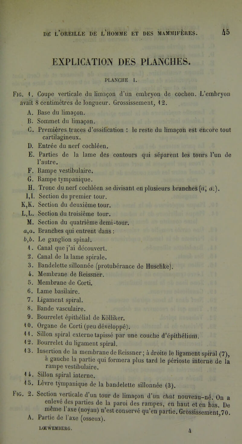 EXPLICATION DES PLANCHES. PLANCHE I. FiG. 1. Coupe verticale du limaçon d'un embryon de cochon. L'embryon avait 8 centimètres de longueur. Grossissement, 12. A. Base du limaçon. B. Sommet du limaçon. C. Premières traces d'ossification : le reste du limaçon est encore tout cartilagineux. D. Entrée du nerf cochléen. E. Parties de la lame des contours qui séparent les tours l'un de l'autre. F. Rampe vestibulaire. G. Rampe tympanique. H. Tronc du nerf cochléen se divisant en plusieurs branches («, a.). I. 1. Section du premier tour. K,K. Section du deuxième tour. L,L. Section du troisième tour. M. Section du quatrième demi-tour. a, o. Branches qui entrent dans : b, b. Le ganglion spinal. 1. Canal que j'ai découvert. 2. Canal de la lame spirale. 3. Bandelette sillonnée (protubérance de Huschke). 4. Membrane de Reissner. 5. Membrane de Corti. 6. Lame basilaire. 7. Ligament spiral. 8. Bande vasculaire. 9. Bourrelet épithélial de Kolliker. 10. Organe de Corti (peu développé). 14. Sillon spiral externe tapissé par une couche d'épithélium. 12. Bourrelet du ligament spiral. 4 3. Insertion de la membrane de Reissner ; à droite le ligament spiral (7), à gauche la partie qui formera plus tard le périoste interne de là rampe vestibulaire. 4 4. Sillon spiral interne. 4 5. Lèvre tympanique de la bandelette sillonnée (3). Fio. 2. Section verticale d'un tour de limaçon d'un chat nouveau-né. On a enlevé des parties de la paroi des rampes, en haut et en bas De même l'axe (noyau) n'est conservé qu'en partie. Grossissement 70. A. Partie de l'axe (osseux). MEWEMBERG. ,.