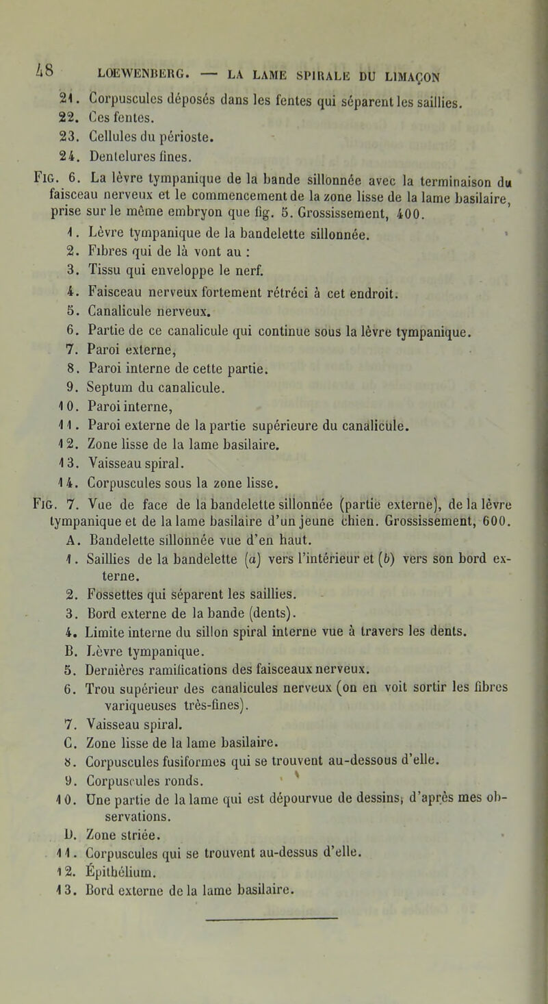 21. Corpuscules déposés dans les fentes qui séparent les saillies. 22. Ces fentes. 23. Cellules du périoste. 24. Dentelures fines. FlG. 6. La lèvre tympanique de la bande sillonnée avec la terminaison du faisceau nerveux et le commencement de la zone lisse de la lame basilaire prise sur le môme embryon que fig. 5. Grossissement, 400. -1. Lèvre tympanique de la bandelette sillonnée. 2. Fibres qui de là vont au : 3. Tissu qui enveloppe le nerf. 4. Faisceau nerveux fortement rétréci à cet endroit. 5. Canalicule nerveux. 6. Partie de ce canalicule qui continue sous la lèvre tympanique. 7. Paroi externe, 8. Paroi interne de cette partie. 9. Septum du canalicule. 4 0. Paroi interne, 4 4. Paroi externe de la partie supérieure du canalicule. 4 2. Zone lisse de la lame basilaire. 4 3. Vaisseau spiral. 4 4. Corpuscules sous la zone lisse. Fig. 7. Vue de face de la bandelette sillonnée (partie externe), de la lèvre tympanique et de la lame basilaire d'un jeune chien. Grossissement, 600. A. Bandelette sillonnée vue d'en haut. 4. Saillies de la bandelette (a) vers l'intérieur et (6) vers son bord ex- terne. 2. Fossettes qui séparent les saillies. 3. Bord externe de la bande (dents). 4. Limite interne du sillon spiral interne vue à travers les dents. B. Lèvre tympanique. 5. Dernières ramilications des faisceaux nerveux. 6. Trou supérieur des canalicules nerveux (on en voit sortir les fibres variqueuses très-fines). 7. Vaisseau spiral. C. Zone lisse de la lame basilaire. 8. Corpuscules fusiformes qui se trouvent au-dessous d'elle. 9. Corpuscules ronds. 4 0. Une partie de la lame qui est dépourvue de dessins; d'après mes ob- servations. D. Zone striée. 4 4. Corpuscules qui se trouvent au-dessus d'elle. 12. Épithélium. 4 3. Bord externe delà lame basilaire.