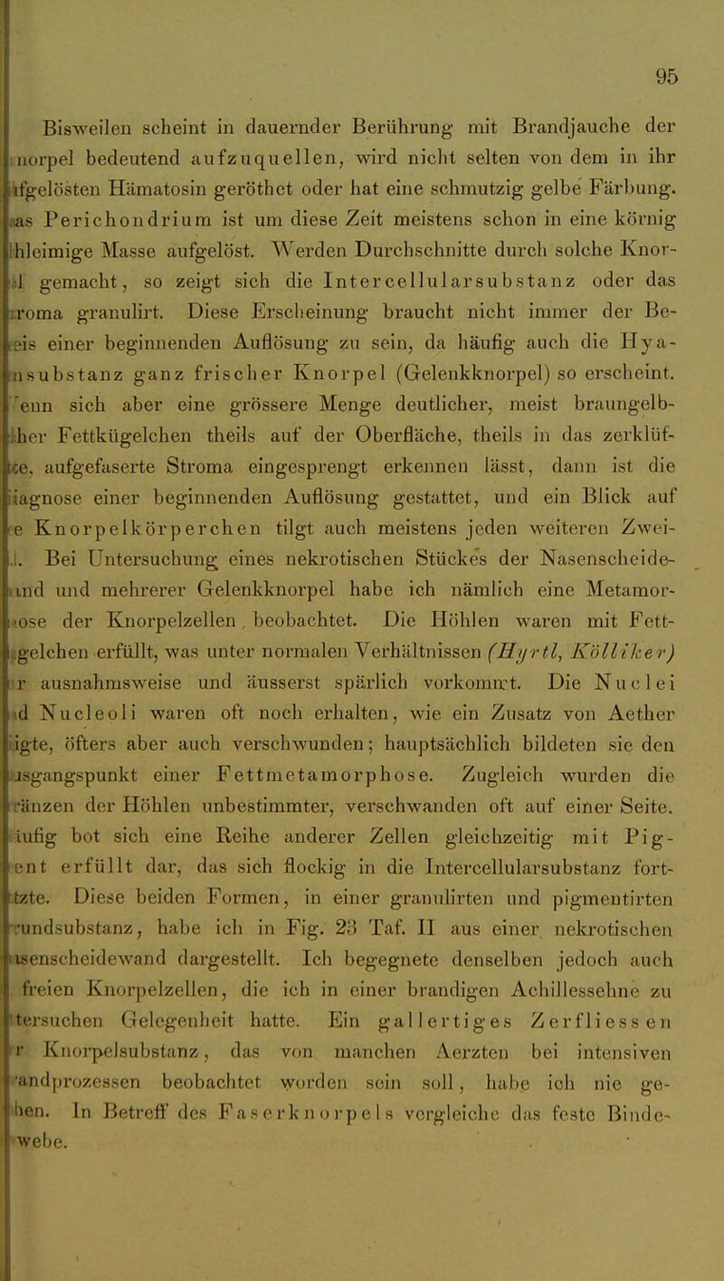 I 95 Bisweilen scheint in dcauernder Berührung mit Brandjauche der iiiorpel bedeutend aufzuquellen, wird nicht selten von dem in ihr itgelösten Hämatosin geröthct oder hat eine schmutzig gelbe Färbung, «as Perichondrium ist um diese Zeit meistens schon in eine körnig Ihleimige Masse aufgelöst. Werden Durchschnitte durch solche Knor- :!j gemacht, so zeigt sich die IntercellularSubstanz oder das rroma granulirt. Diese Erscheinung braucht nicht immer der Bc- tsis einer beginnenden Auflösung zu sein, da häufig auch die Hya- lasubstanz ganz frischer Knorpel (Gelenkknorpel) so erscheint, enn sich aber eine grössere Menge deutlicher, meist braungelb- hher Fettkügelchen theils auf der Oberfläche, theils in das zerklüf- !te, aufgefaserte Stroma eingesprengt erkennen lässt, dann ist die iiagnose einer beginnenden Auflösung gestattet, und ein Blick auf ee Knorpelkörperchen tilgt auch meistens jeden weiteren Zwei- .1. Bei Untersuchung eines nekrotischen Stückes der Nasenscheide- iind und mehrerer Gelenkknorpel habe ich nämlich eine Metamor- i iose der Knorpelzellen, beobachtet. Die Höhlen waren mit Fett- Lgelchen erfüllt, was unter normalen Verhältnissen (Hyrtl, Kölliker) r ausnahmsweise und äusserst spärlich vorkommt. Die Nuclei (d Nucleoli waren oft noch erhalten, wie ein Zusatz von Aether iigte, öfters aber auch verschwunden; hauptsächlich bildeten sie den asgangspunkt einer Fettmetamorphose. Zugleich wurden die fänzen der Höhlen unbestimmter, verschwanden oft auf einer Seite, iufig bot sich eine Reihe anderer Zellen gleichzeitig mit Pig- ent erfüllt dar, das sich flockig in die Intercellularsubstanz fort- ctzte. Diese beiden Formen, in einer granulirten und pigmentirten .•undsubstanz, habe ich in Fig. 23 Taf. 11 aus einer nekrotischen lasenscheidewand dargestellt. Ich begegnete denselben jedoch auch freien Knorpelzellen, die ich in einer brandigen Achillessehne zu 'tersuchen Gelegenheit hatte. Ein gallertiges Zerfliessen r Knorpelsubstanz, das von manchen Aerzten bei intensiven •andprozessen beobachtet worden sein soll, habe ich nie ge- hen. In Betreff des Faserknorpels vergleiche das feste Binde- ' webe. .