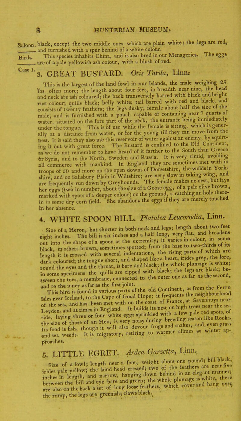 Saloon, ^lack. except the two middle ones which are plain white; the leg« are rcil» ■ and furnished with a spur behind of a white colo&r. Birds. This species inhabits China, and is also bred in our Menageries. The egg» ____ are of a pale yellowish ash colour, with a blush of red. ^^'3. GREAT BUSTARD. Otis Tarda, Linm This is the largest of the land fowl in our Islands, the male weighing 2.« lbs. often more; the length about four feet, in breadth near nine, the head and neck are afih coloured; the back transversely barred with black and bright rust colour, quills black; belly white; tail barred with red and black, and consists of twenty feathers; the legs dusky, female about half the size of the male, and is furnished with a pouch capable of containing near 7 quarts ot water, situated on the fore part of the neck, the entrance being immediately under the tongue. This is of use while the female is sitting, which is gener- Rlly at a distance from water, or for the young till they can move from the nest. It is yaid they also use this reservoir of water gainst an enemy, by squirt- ing it out with great force. The Bustard is confined to the Old Continent, as we do not remember to have heaid of it farther to the South than Greece 6r Syria, and to the North, Sweden and Russia. It is very timid, avoiding all commerce with mankind. In England they are sometimes met with m troops of t>0 and more on the open downs of Dorsetshire, the wolds in York- •hire. and on Salisbury Plain in Wiltshire; are very slow in taking wing, and are frequently run down by Greyhounds. The female makes no nest, but lays her egLrs (two in number, about the size of a Goose egg, of a pale olive brown. marked with spots of a deeper colour) on the ground, scratching an hole there- in some dry com field. She abandons the eggs if they are merely touched in her absence. 4. WHITE SPOON BILL. Platalea Leucot'odia, Linn. . Size of a Heron, but shorter in both neck and legs; length about two feet eight inches. Th; bill is six inches and a half long, very flat, and broaden, out into the shape of a spoon at the extremity; it varies m colour in soma black in others brown, sometimes spotted; from the base to two-thirds of us fenK-ht {.crossed with several indentations, the rising parts of which are dark coloured; the tongue short, and shaped hkea heart, .rides gr^^'he lore, round the eye and theShroat, is bare and black; the ^h°le plun.age is white, in some specimens the quills are tipped with black; the legs are black; be. twe^lTthe toes, a membrane, connected to the outer one as far as the second, anil tn the inner as far as the first joint. , ir^—.-. ThU bird U found in various parts of the old Continent, as fro'^e Ferro Ull n a?Mand, to the Cape o? Good Hope; it frequents ne.gl^^^^^^^^^ nf fhe sea and has been met with on the coast of France at Sevenhuys near ? tnd at times in England. It builds its nest on high trees near the sea mmmmm pVoaches. 5. LITTLE EGRET. Ardea Garzetta, Linn. c- . nf \ fowl- lenffth near a foot, weight about one pound; bill black, are also on the back a set of long loose feathets, which cover ana s t file rump, the legs afe greenish; daws black.