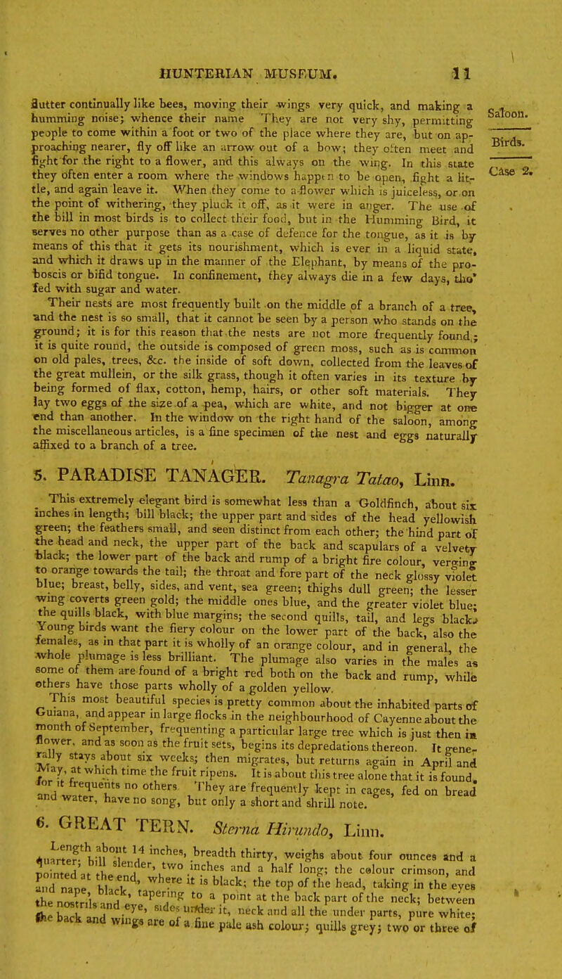 case 2. Sutter continually like bees, moving their -wings very quick, and making a _ . humming noise; whence their name They are not very shy, permitting people to come within a foot or two of the place where they are, but on ap- preaching nearer, fly off like an arrow out of a bow; they oiten meet and B^**'* fijcht for the right to a flower, and this always on the wing. In this state they often enter a room where the windows h^ppm to be open, fight a litr tie, and again leave it. When they come to a-flower which is juiceless, or.on the point of withering, they pluck it off, as it were in anger. The use of the bill in most birds is to collect their food, but in the Humming Bird, it serves no other purpose than as a case of defence for the tongue, as it is by means of this that it gets its nourishment, which is ever in a liquid state, and which it draws up in the manner of the Elephant, by means of the pro- toscis or bifid tongue. In confinement, they always die m a few days, tho' fed witli sugar and water. Their nests are most frequently built .on the middle pf a branch of a tree, and the nest is so small, that it cannot be seen by a person who stands on the ground; it is for this reason that the nests are not more frequently found,; it is quite round, the outside is composed of green moss, such as is common on old pales, trees, &c. the inside of soft down, collected from the leaves of the great mullein, or the silk grass, though it often varies in its texture by- being formed of flax, cotton, hemp, hairs, or other soft materials. They lay two eggs of the size .of a pea, which are white, and not bigger at one end than another. In the window on the right hand of the saloon, among the miscellaneous articles, is a fine specimen of the nest and eggs naturally affixed to a branch of a tree, 5. PARADISE TANAGER. Tanag7-a Tatao, Linn. This extremely elegant bird is somewhat less than a Goldfinch, about six inches in length; bill black; the upper part and sides of the head yellowish green; the feathers smaU, and seen distinct from each other; the hind part of the head and neck, the upper part of the back and scapulars of a velvety fclack; the lower part of the back and rump of a bright fire colour, verffino- to orange towards the tail; the throat and fore part of the neck glossy violrt blue; breast, belly, sides, and vent, sea green; thighs dull green; the lesser wing coverts green gold; the middle ones blue, and the greater violet blue- the quills black, with blue margins; the second quills, tail, and legs black.; Young birds want the fiery colour on the lower part of the back, also the lemales, as m that part it is wholly of an orange colour, and in general, the •whole phimage is less brilliant. The plumage also varies in the males as some of them are found of a bright red both on the back and rump, while others have those parts wholly of a golden yellow. This most beautiful species is pretty common about the inhabited parts of Guiana, and appear in large flocks in the neighbourhood of Cayenne about die month of beptember, frnquenting a particular large tree which is just then im flower, and as soon as the fruit sets, begins its depredations thereon. It gene- rally stays about six wcelcs; then migrates, but returns again in April and May at which time the fruit ripens. It is about this tree alone that it is found. InVL .'^'''11'' ■'^'^^y frequenvly kept in cages, fed on bread and water, have no song, but only a short and shrill note. 6. GREAT TERN. Stmia Hirundo, Linn. *.nrtPr.'hll^f ^'^^^'^ '^'y- ^'''S^^ 3''°' f-- Wd a 5o' n7ed'at tLtn ^^^^ '^'^ '^'^ and nape bWW ',7  ''''''^^ ^'^^^ '-'^^^^ 'he eyes tL n Jnl, id ; ^'7^  ^''^'^ ''^^'^P^ f^ 1^; between Iheb^k id l?^ ' ^^^''^^^•i'' neck and all the under parts, pure white; Ihe back and wjngo are of a fi„e pale ash colour; quills grey; two or three of