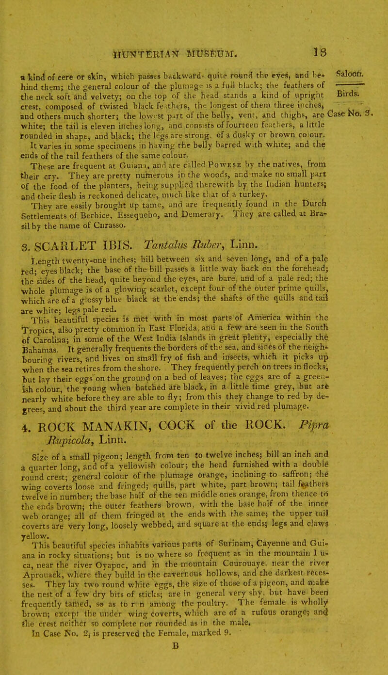 a l!nd of cere ot skin, which passes backward-^ quite round the eyes, and be* Saloon. hind them; the general colour of the plumagt- is a full black; tlie feathers of — — the neck soft and velvety; on the top of the hfad stands a kind of upright Birds, crest, composed of twisted black fe ithers, the longest of them three inches, and others much shorter; the lowe st part of the belly, vent, and thighs, are Case No. white; the tail is eleven inches long, and consists of fourteen feathers, a little rounded in shape, and black; the legs are strong, of a dusky or brown colour. It varies in some specimens in having the bally barred with white; and the ends of the tail feathers of the same colour. These are frequent at Guiant, and are called Powese by the natives, from their cry. They are pretty numerous in the woods, and make no small part of the food of the planters, being supplied thtrewith by the Indian hunters; and their flesh is reckoned delicate, much like tl at of a turkey. Thev are tasily brought up tame, and are frequently found in the Dutch Settlements of Berbice, Essequebo, and Demerary. They are called at Bra- silby the name of Curasso. 3, SCARLET IBIS. Tantalus Ruber, Linn. Length twenty-one inches; bill between six and seven long, and of a pale red; eyes black; the base of the bill passes a little way back on the forehead; the'sides of the head, quite beyond the eyes, are bare, and of a pale red; the whole plumage is of a glowing scarlet, except four of the outer prime quills, ■which are of a glossy blue black at the ends; the shafts of the quills and tail are white; legs pale red. This beautiful species is met with in most parts of America within the Tropics, also pretty common in East Florida, and ii fe%V are seen in the South of Carolina; in some of the West India Islands in great plenty, especially the Bahamas. It generally frequents the borders of the sea, and sides of the neigh- bouring rivers, and lives on small fry of fish and insects, which it picks up when the sea retires from the shore. They frequently perch on trees in flocks, but lay their eggs on the ground on a bed of leaves; the eggs are of a greei,- ish colour, the young when hatched arfe black, in a little time grey, but art nearly white before they are able to fly; from this they change to red by de- grees, and about the third year are complete in their vivid red plumage. 4. ROCK MANAKIN, COCK of the ROCK. Pipra Rupicola, Linn. Size of a small pigeon; length from ten to twelve inches; bill an inch and a quarter long, and of a yellowish colour; the head furnished with a double round crest; general colour of the plumage orange, inclining to saffron; the wing coverts loose and fringed; quills, part white, part brown; tail fiJjjthcrR twelve in number; the base half of the ten middle ones orange, from thence trf the ends brown; the outer feathers brown, with the base half of the inner web orange; all of them fringed at the ends with the same; the upper tail coverts are very long, loosely webbed, and square at the ends; legs and claws yellow. This beautiful species inhabits various parts of Surinarn, Cayenne and Gui- ana in rocky situations; but is no where so frequent as in the mountain 1 u- ca, near the river Oyapoc, and in the mountain Courouaye. near the river Aprouack, where they build in the cavernous hollows, and the darkest reces- ses. They lay two round white eggs, the size of these of a pigeon, and make the nest of a few dry bits of sticks; are in general very shy, but have beeri frequently tallied, so as to n n ahiong the poultry. The female is wholly brown; exctpt the under wing coverts, which are of a rufous orangC; and the crest neither so complete nor rounded as in the male. In Case No. 2j is preserved the Female, marked 9. B