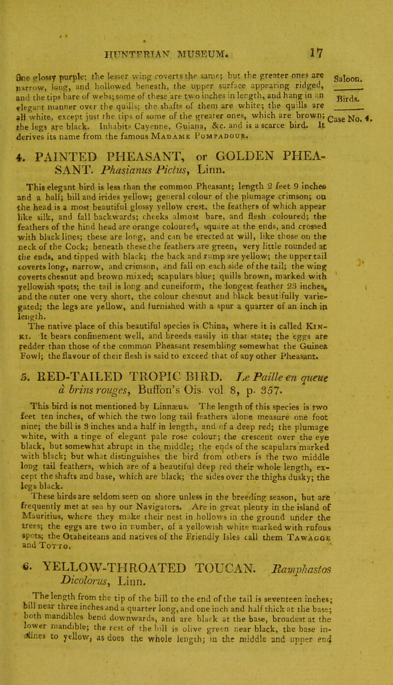 One (flossy purple; ihe ksser winp ro-verts the same; but tlie preater ones are galoon. narrow, loug, and hollowed beneath, the upper surfuce appearing ridged, and the tips bare of webs; some of these art two inches in length, and hang in an pjj^^g, ♦legant manner over the quills; the shafts of them are white; the quills are all white, except just the tips of some of the greater ones, which are brown; q^^^ the legs are black. Inhabits Cayenne, Guiana, &c. and is a scarce bird. It derives its name from the famous Madame Pompadour. 4. PAINTED PHEASANT, or GOLDEN PHEA- SANT. Phasianus PictiiSy Linn. This elegant bird is less than the common Pheasant; length 2 feet 9 inches and a half; bill and irides yellow; general colour of the plumage crimson; oo the head is a most beautiful glossy yellow crest, the feathers of which appear like silk, and fall backwards; cheeks almost bare, and flesh coloured; the feathers of the hind head are orange coloured, square at the ends, and crossed with black lines; these are long, and c-m be erected at will, like those on the neck of the Cock; beneath these the feathers are green, very little rounded at the ends, and tipped with black; the back and rump are yellow; theuppertail toverts long, narrow, and crimson, and fall on each side of the tail; the wing covertschesnut and brown mixed; scapulars blue; quills brown, marked with yellowish spots; the tail is long and cuneiform, the longest feather i?3 inches, and the outer one very short, the colour chesnut and black beautifully varie- gated; the legs are yellow, and furnished with a spur a quarter of an inch in length. The native place of this beautiful species is China, where it is called Kik- Ki. It bears confinement well, and breeds easily in that state; the eggs are redder than those of the common Pheasant resembling somewhat the Guinea Fowl; theilavour of their flesh is said to exceed that of any other Pheasant. 5. RED-TAILED TROPIC BIRD. Le Faille en qiieue d brins rouges, Buffbn's Ois. vol 8, p. 357. This bird is not mentioned by Linnxus. The length of this species is two feet ten inches, of which the two long tail feathers alone measure one foot nine; the bill is 3 inches and a half in length, and of a deep red; the plumage white, with a tinge of elegant pale rose colour; the crescent over the eye black, but somewhat abrupt in the middle; the ends of the scapulars marked with black; but whJt distinguishes the bird Irom others is the two middle long tail feathers, which are of a beautiful deep red their whole length, ex- cept the shafts and base, which are black; the sides over the thighs dusky; the legs black. These birds are seldom seen on shore unless in the breeding season, but are frequently met at sea by our Navigators. Are in great plenty in the island of Mauritius, where they make cheir nest in hollows in the ground under the trees; the eggs are two in number, of a yellowish white marked with rufous spots; the Otaheiteans and natives of the Friendly Isles call them Tawagge and Tot TO, ' 6. YELLOW-THROATED TOUCAN. Raviphastos Dicolanis, Linn. The length from the tip of the bill to the end of the tail is seventeen inches; bill rear three inches and a quarter long, and one inch and half thick at the base; both mandibles benil downwards, and are blai k at the base, broadest at the lower mandible; the rest of the bill is olive green near black, the base in- <»lines to yellow, as does the whole length; in the middle and upper etii