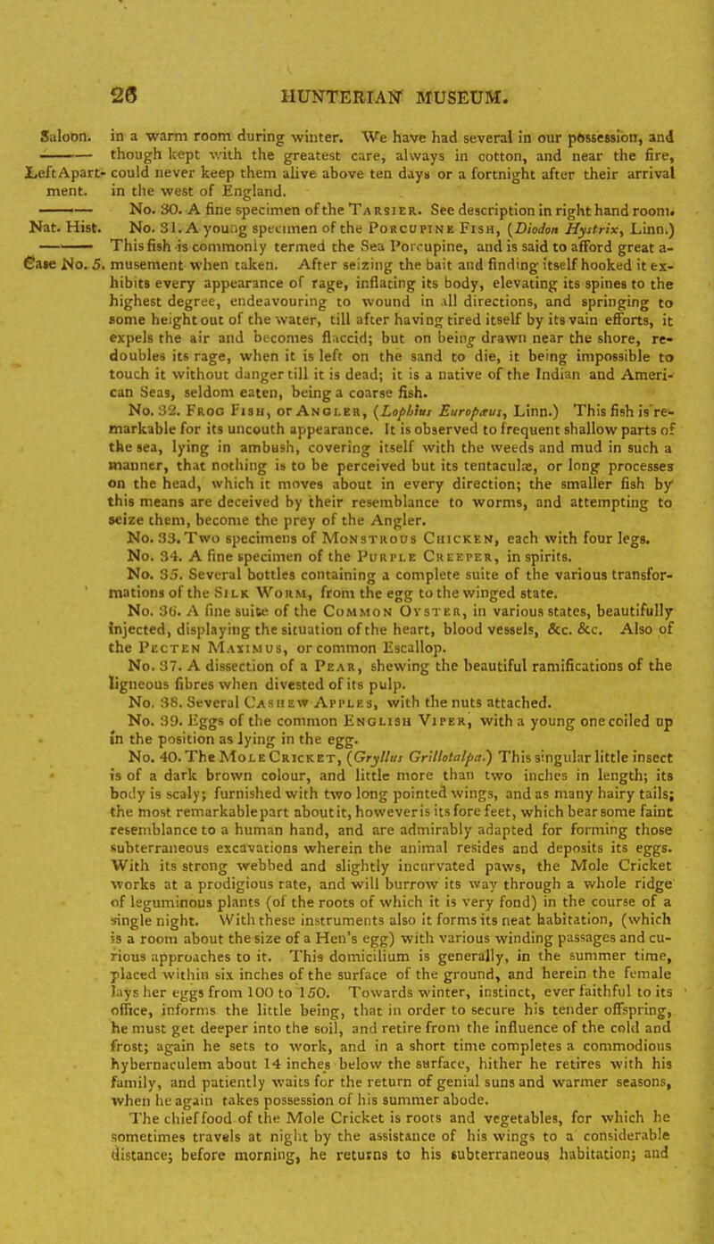 Saloon, in a warm room during winter. We have had several in our pftssession, and —— though kept v.dth the greatest care, always in cotton, and near the fire, Left Apart- could never keep them alive above ten days or a fortnight after their arrival ment. in the west of England. ——— No. 30. A fine specimen of the Ta rsier. See description in right hand room. Nat. Hist. No. 31. A young specimen of the Porcupine Fish, {Diodon Hystrix, Linn.) —— This fish is commonly termed the Sea Porcupine, and is said to afford great a- 6aie No. 5. musement when taken. After seizing the bait and finding itself hooked it ex- hibits every appearance of rage, inflating its body, elevating its spines to the highest degree, endeavouring to wound in ill directions, and springing to some height out of the water, till after having tired itself by its vain efforts, it expels the air and becomes flaccid; but on bein^ drawn near the shore, re- doubles its rage, when it is left on the sand to die, it being impossible to touch it without danger till it is dead; it is a native of the Indian and Ameri- can Seas, seldom eaten, being a coarse fish. No. 32. Frog Fish, or Angler, {Lophius Europirus, Linn.) This fish is're- markable for its uncouth appearance. It is observed to frequent shallow parts of the sea, lying in ambush, covering itself with the weeds and mud in such a manner, that nothing is to be perceived but its tentaculae, or long processes on the head, which it moves about in every direction; the smaller fish by this means are deceived by their resemblance to worms, and attempting to seize them, become the prey of the Angler. No. 33.Two specimens of Monstrous Chicken, each with four legs. No. 34. A fine specimen ofthePuRi'LE Creeper, inspirits. No. 35. Several bottles containing a complete suite of the various transfor- mations of the Silk Worm, from the egg to the winged state. No. 3(j. A fine suite of the Common Oyster, in various states, beautifully Injected, displaying the situation of the heart, blood vessels, &c. &c. Also of the Pecten Maximus, or common Escallop. No. 37. A dissection of a Pear, shewing the beautiful ramifications of the ligneous fibres when divested of its pulp. No. 38. Several Cashew Apples, with the nuts attached. No. 39. Hggs of the common English Viper, with a young one coiled op in the position as lying in the egg. No. 40. The Mole Cricket, (Gryllus Grillotalpa.) This singular little insect is of a dark brown colour, and little more than two inches in length; its body is scaly; furnished with two long pointed wings, and as many hairy tails; the most remarkable part aboutit, howeveris its fore feet, which bear some faint resemblance to a human hand, and are admirably adapted for forming those subterraneous excavations wherein the animal resides and deposits its eggs. With its strong webbed and slightly inciirvated paws, the Mole Cricket works at a prodigious rate, and will burrow its way through a whole ridge of leguminous plants (of the roots of which it is very food) in the course of a single night. With these instruments also it forms its neat habitation, (which is a room about the size of a Hen's egg) with various winding passages and cu- rious approaches to it. This domicilium is generally, in the summer time, placed within six inches of the surface of the ground, and herein the female lays her eggs from 100 to 150. Towards winter, instinct, ever faithful to its office, informs the little being, that in order to secure his tender offspring, he must get deeper into the soil, and retire from the influence of the cold and frost; again he sets to work, and in a short time completes a commodious hybernaculem about 14 inches below the sarfacc, hither he retires with his family, and patiently waits for the return of genial suns and warmer seasons, when he again takes possession of his summer abode. The ciiief food of the Mole Cricket is roots and vegetables, for which he sometimes travels at night by the assistance of his wings to a considerable distance; before morning, he returns to his subterraneous habitation; and