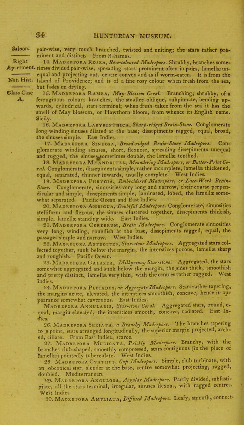 Siloon. pair-wise, very much branched, twifted and uniting; the star* rather J>r6- minent and distinct. From B.ihamas. R'ght 14. Madrkpora KoiZA, Rose-coloured Madrepore. Shrubby, branches Some- Apartment, times divided pair-wise, spreading stars prominent often in pairs, lamellxim- — equal and projecting out, centre convex and as if worm-eaten. It is from the Nat. Hist. Island of l^rovidence; and is of a fine rosy colour when fresh from the sea, —— . but fades on drying. Glass Case 15. Madrepora Ramea, May-Blossom Coral. Branching} shrubby, of a A. ferruginous colour; branches, the smaller oblique, subpinnate, bending up- wards, cylindrical, stars terminal; when fresh taken from the sea it has the smell of May blossom, or Hawthorn bloom, from whence its Enghsh name. Sicily. 16. Madrbpora LABTRiMTniCA, Sbarfi-ridgedBrain-Stone. Conglomerate long winding sinuses dilated at the base; dissepiments ragged, equal, broad, the sinuses simple. East Indies. 17. MadrepoRA Sinuosa, Broad-ridged Brain-Stone Madrepore. Con- glomerate winding sinuses, short, flexuose, spreading dissepiments unequal and rugged, the siniiseyometimes double, the lamellae toothed. 18. MaDREPORA M.'EANDRITES, Meandering Madrepore, or Butler-Print Co- ral. Conglomerate, dissepiments simple, rather incomplete, lamellx thickened, equal, separated, thinner inwards, usually complete. West Indies. 19. Madrepora Phrvoia, Embroidered Madrepore, or Lace-Work Brain- Stone. Conglomerate, sinuosities very long and narrow, their course perpen- dicular and simple, dissepiments simple, laminated, lobed, the lamellx some- what separated. Pacific Ocean and East Indies. 20. Maduepora Ambicua, Doubtful Madrepore. Conglomerate^ sinuosities etelliform and flexous, the sinuses clustered together, dissepiments thickish, simple, lamellx standing wide. East Indies. _ ^ 21. Madrepora Cerebrum, Brain Madrepore. Conglomer.ite sinuosities very long, winding, roundish at the base, dissepiments ragged, equal, the passages simple and narrow. West Indies. 22. Madri!roRA AsTROiTES, Star-stone Madrepore. Aggregated stars col- lected together, sunk below the margin, the interstices porous, lamellas sharp and roughish. Pacific Ocean. 23. Madrepora Galaxea, Milly-tvay Star-sione. Aggregated, the stars somewhat aggregated and sunk below the margin, the.sides thick, smoothish and pretty distinct, lamella very thin, with the centres rather ragged. West Indies. 24. Madrepora Pleiades,<rn Aggregate Madrepore. Starsrather tapering, the margins acute, elevated, the interstices smoothish, concave, hence in ap- pearance somewhat cavernous. East Indies. Madrepora Annularis, Star-stone Coral. Aggregated stars, round, e- qual, margin elevated, the interstices smooth, concave, radiated. East In- tfies. 26. Madrepora Seriata, a Branchy Madrepore. The branches tapering to a point, st.irs arranged longitudinally, the superior margin projected, arch- ed, ciliate. From East Indies, scarce. 27. Madrepora Muricata, PricHu Madrepore. Branchy, with the Ixranches club-shaped, smoothly compressed, stars contiguous (in the place of lamella;) pointedly tuberculate. West Indies. 29 Madrepora CvATiius, Cup Madrepore. Simple, club turbinate, with an obconical star slender at the base, centre somewhat projecting, ragged, doubled. Mediterranean. 29. Madrepora Anoulosa, Angular Madrepore. Partly divided,subfasti- friate, all the stars terminal, irregular, sinuses flexons, with ragged centres. West Indies. 30. Madrepora Ami-XATa, Di/uscd Madrepore. Leafy, smooth, connect-