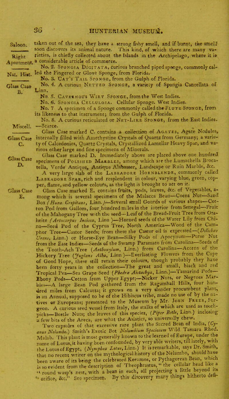 Saloon, tauten out of the sea, they have a strong fishy smell, and If burnt, the smel? _____ soon discovers its animal nature. This kind, of which there are many va- Right fieties, is chiefly collected about the Islands in the Archipelago, where it i» Apartment ' considerable article of commerce. , No. 2. Spongia DxciTATA, curious branched pipedspemge, commonly cal- Nat. Hist. ^'^'^ Fingered or Glove Sponge, from Florida. _____ No. 3. Cat's Tah. Sponoe, from the Gulph of Florida. Glass Case ^ curious Netted Sponge, a varie:y of Spongia Cancellata of j}^ Linn. No. B. CATSYKOifs Wirt Sponoe, from the West Indies. No. 6. SroNoiA Cellulosa. Cellular Sponge. West Indies. No. 7 A specimen of a Sponge commonly called the Flute Sponge, fron^ its likeness to that instrument; from the Gulph of Florida. No. 8. A curiou? reticulated or Net-Like Sponoe, from the East Indies. Miscell. —Scarce. Glass Case marked C contains a collection of Agates, Agate Nodules, Glass Case internally filled with Amethystine Crystals of Quartz from Germany; a varie- C. ty of Cilcedonies, Quartz Crystals, Cryst.illizcd Lamellar Heavy Sp^r, and va- rious other large and line specimens of Minerals. Glass Case marked D. Immediately above are placed above one hundred Glass Case gpeci^en, „f Polished Marbles, among which are the Lumacheila Broca- ^' tella, Verde Antique, Ar.tiqne Al»>)aster, Landscape or Ruin Marble. &c. A very large slab of the Laiirabore Hornblende, commonly called JLabrauore Spar, rich and resplendent in colour, varying blue, green, cop- per, flame, and yellow coloui's, as the light is brought to act on it. Glass Case Class Case marked E. cont-.ins fruits, pods, leaves, &c. of Vegetables, a- E. mong which is several specimens of the Malacca Bean—Cocoa Nut—Sand Box (Hura. Crtjiitans, Linn.;—Several small Gourds of various shapes—Cot- ton Pod from Gallom,four hundred m.les in the interior from Senegal—Fruit of the Mahogany Tree with the seed—Leaf of the Bread-Fruit Tree from Ota- lieite (Artoc^rpus Jnchca, Linn )—Horned seeds of the Water Lily from Chi- na—Seed Pod of the Cyprus Tree, North America—Wood of the Cam- phor Tree—Castor Seeds; from these the Castor oil is expressed—(^Dolicbas Urens, Linn.) or Horse-Eye Bean—Silky Pods of Apocynum—Purse Nut from the East Indies—Seeds of the Swamp Paramato from Carolina—Seeds of the Tooth-Ach Tree {Aniboxylum, Linn.) from Carolina—Acorns of the Hickory Tree {Juglan, Alba, Linn )—Everlasting Flowers from the Cape of Good Hope, the^e still retain their colours, though probably they have been forty years in the collection—The great and small, black and red Tropical Pea—Sea Grape Seed {Phcdra Ahtacbya, Linn.)—Tamarind Pods— Ibony Pods—Cotton from Upper Egypt;—Nicker Nuts, or Negroes Mar- bles A large Bean Pod gathered from the Ragamhall Hills, four hun- dred miles from Calcutta; it grows on a very slender procumbent plant, is an Annual, supposed to be of the Hibiscus tribe, made no use of by the na- tives Qf Europeans; presented to the Museum by Mr. John Freer, Sur- geon. A curious seed vessel from Italy, the stalks of which are used as tooth- picks—Beetle Nuts; the leaves of this species, (Pi(:r Brtle, Linn.) mclos.ng few bits of the Areca, are wh.nt the Asiatics, so univers.-.lly chew, a Two capsules of that excessive rare plant the Sscred Bean of India, (Cy- anus Nelumbo.) Smith's Exotic Bot iV>W/r;i« S/.«:/'««ra Wild Taniara Rhed. Malab. This plant is most generally known to the learned of Europe, under the name of Lotus, it having been confounded, by very able writers, till lately, vvith she Lotus of Egypt, {Ny»'f>bca Linn.) It is remarkable, says Dr. Smith, that no recent writer on the mythological history of the Nelumbo, should have been aware of its being the celebrated Keeamos, or Pythagorean Bean, which is so evident from the description of Theophrastus,  the cellular head like a round wasp's nest, with a bean in each, all projecting a little beyond its  orifice, &c, See specimen. By this discovery many thmgs hitherto deh-