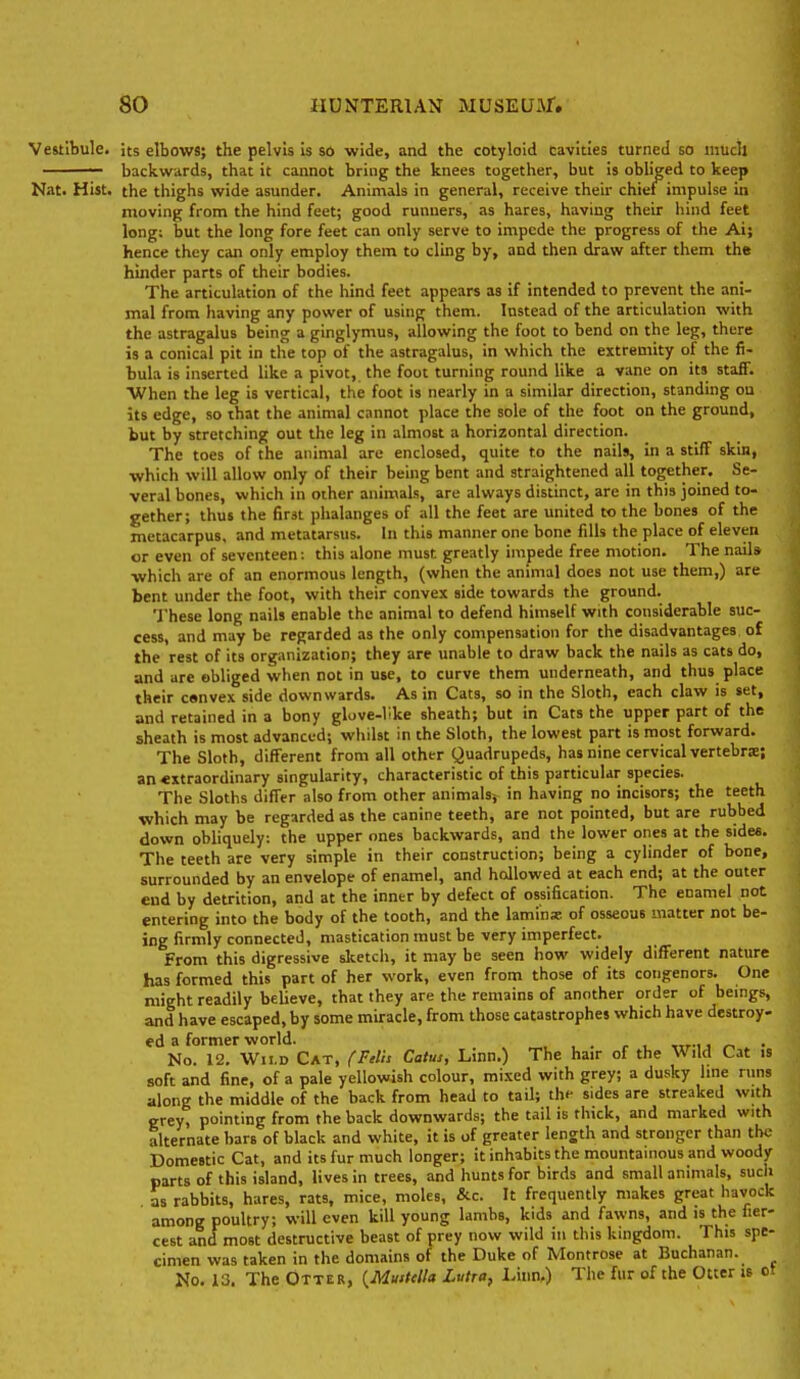 Vestibule, its elbows; the pelvis is so wide, and the cotyloid cavities turned so mudi ■ backwards, that it cannot bring the knees together, but is obliged to keep Nat. Hist, the thighs wide asunder. Animals in general, receive their chief impulse in moving from the hind feet; good runners, as hares, having their hind feet long; but the long fore feet can only serve to impede the progress of the Ai; hence they can only employ them to cling by, and then draw after them the hinder parts of their bodies. The articulation of the hind feet appears as if intended to prevent the ani- mal from having any power of using them. Instead of the articulation with the astragalus being a ginglymus, allowing the foot to bend on the leg, there is a conical pit in the top of the astragalus, in which the extremity ol the fi- bula is inserted like a pivot, the foot turning round like a vane on its stafiF. When the leg is vertical, the foot is nearly in a similar direction, standing ou its edge, so that the animal cannot place the sole of the foot on the ground, but by stretching out the leg in almost a horizontal direction. The toes of the animal are enclosed, quite to the nails, in a stiff skin, which will allow only of their being bent and straightened all together. Se- veral bones, which in other animals, are always distinct, are in this joined to- gether; thus the first phalanges of all the feet are united to the bones of the metacarpus, and metatarsus. In this manner one bone fills the place of eleven or even of seventeen: this alone must greatly impede free motion. The nail» •which are of an enormous length, (when the animal does not use them,) are bent under the foot, with their convex side towards the ground. These long nails enable the animal to defend himself with considerable suc- cess, and may be regarded as the only compensation for the disadvantages of the rest of its organization; they are unable to draw back the nails as cats do, and are obliged when not in use, to curve them underneath, and thus place their convex side downwards. As in Cats, so in the Sloth, each claw is set, and retained in a bony glove-like sheath; but in Cats the upper part of the sheath is most advanced; whilst in the Sloth, the lowest part is most forward. The Sloth, different from all other Quadrupeds, has nine cervical vertebrae; an extraordinary singularity, characteristic of this particular species. The Sloths differ also from other animalsy in having no incisors; the teeth which may be regarded as the canine teeth, are not pointed, but are rubbed down obliquely: the upper ones backwards, and the lower ones at the sidea. The teeth are very simple in their construction; being a cylinder of bone, surrounded by an envelope of enamel, and hollowed at each end; at the outer end by detrition, and at the inner by defect of ossification. The enamel not entering into the body of the tooth, and the lamins; of osseous matter not be- ing firmly connected, mastication must be very imperfect. From this digressive sketch, it may be seen how widely different nature has formed this part of her work, even from those of its congenors. One might readily believe, that they are the remains of another order of beings, and have escaped, by some miracle, from those catastrophes which have destroy- ed a former world. No. 12. Wild Cat, fFelh Catus, Linn.) The hair of the Wild Cat is soft and fine, of a pale yellowish colour, mixed with grey; a dusky line runs along the middle of the back from head to tail; the sides are streaked with grey, pointing from the back downwards; the tail is thick, and marked with alternate bars of black and white, it is of greater length and stronger than the Domestic Cat, and its fur much longer; it inhabits the mountainous and woody parts of this island, lives in trees, and hunts for birds and small animals, sucli as rabbits, hares, rats, mice, moles, &c. It frequently makes great havock among poultry; will even kill young lambs, kids and fawns, and is the fier- cest and most destructive beast of prey now wild in this kingdom. This spe- cimen was taken in the domains of the Duke of Montrose at Buchanan. No. 13. The Otter, {Mustella Lutra, Linn.) The fur of the Otter is ct