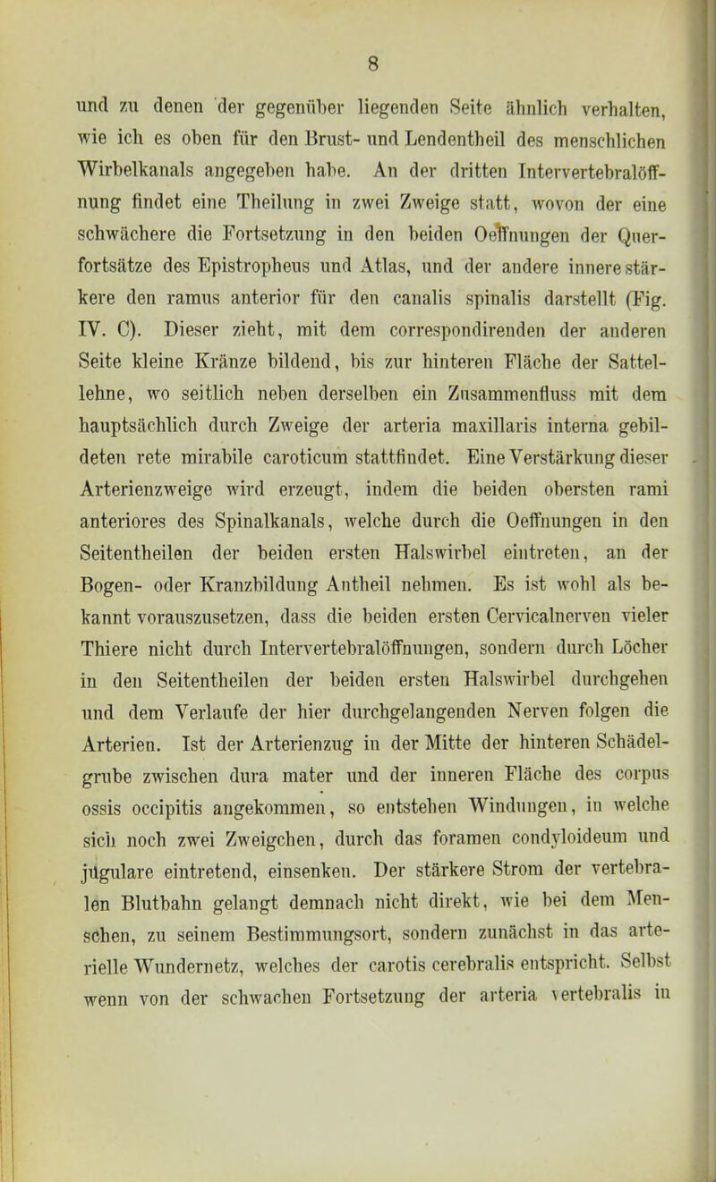 und zu denen der gegenüber liegenden Seite ähnlich verhalten, wie ich es oben für den Brust- und Lendentheil des menschlichen Wirbelkanals angegeben habe. An der dritten Intervertebralöff- nung rindet eine Theilung in zwei Zweige statt, wovon der eine schwächere die Fortsetzung in den beiden Oefrnungen der Qner- fortsätze des Epistropheus und Atlas, und der andere innere stär- kere den ramus anterior für den canalis spinalis darstellt (Fig. IV. C). Dieser zieht, mit dem correspondirenden der anderen Seite kleine Kränze bildend, bis zur hinteren Fläche der Sattel- lehne, wo seitlich neben derselben ein Znsammenfluss mit dem hauptsächlich durch Zweige der arteria maxillaris interna gebil- deten rete mirabile caroticum stattfindet. Eine Verstärkung dieser Arterienzweige wird erzeugt, indem die beiden obersten rami anteriores des Spinalkanals, welche durch die Oefthungen in den Seitentheilen der beiden ersten Halswirbel eintreten, an der Bogen- oder Kranzbildung Antheil nehmen. Es ist wohl als be- kannt vorauszusetzen, dass die beiden ersten Cervicalncrven vieler Thiere nicht durch Intervertebralöffnungen, sondern durch Löcher in den Seitentheilen der beiden ersten Halswirbel durchgehen und dem Verlaufe der hier durchgelangenden Nerven folgen die Arterien. Ist der Arterienzug in der Mitte der hinteren Schädel- grube zwischen dura mater und der inneren Fläche des corpus ossis occipitis angekommen, so entstehen Windungen, in welche sich noch zwei Zweigchen, durch das foramen condyloideum und jügulare eintretend, einsenken. Der stärkere Strom der vertebra- len Blutbahn gelangt demnach nicht direkt, wie bei dem Men- schen, zu seinem Bestimmungsort, sondern zunächst in das arte- rielle Wundernetz, welches der carotis cerebralis entspricht. Selbst wenn von der schwachen Fortsetzung der arteria vertebralis in