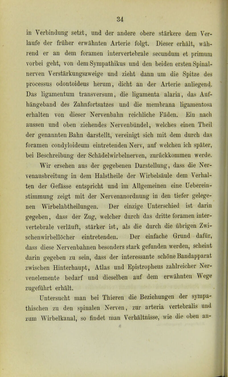 in Verbindung setzt, und der andere obere stärkere dem Ver- laufe der früher erwähnten Arterie folgt. Dieser erhält, wäh- rend er an dem foramen intervertebrale secundum et primum vorbei geht, von dem Sympathikus und den beiden ersten Spinal- nerven Verstärkungszweige und zieht dann um die Spitze des Processus odontoideus herum, dicht an der Arterie anliegend. Das ligamentum transversum, die ligamenta alaria, das Auf- hängeband des Zahnfortsatzes und die membrana ligamentosa erhalten von dieser Nervenbahn reichliche Fäden. Ein nach aussen und oben ziehendes Nervenbündel, welches einen Theil der genannten Bahn darstellt, vereinigt sich mit dem durch das foramen condyloideum eintretenden Nerv, auf welchen ich später, bei Beschreibung der Schädelwirbelnerven, zurückkommen werde. Wir ersehen aus der gegebenen Darstellung, dass die Ner- venausbreitung in dem Halstheile der Wirbelsäule dem Verhal- ten der Gefässe entspricht und im Allgemeinen eine Ueberein- stimmung zeigt mit der Nervenanordnung in den tiefer gelege- nen Wirbelabtheilungen. Der einzige Unterschied ist darin gegeben, dass der Zug, welcher durch das dritte foramen inter- vertebrale verläuft, stärker ist, als die durch die übrigen Zwi- schenwirbellöcher eintretenden. Der einfache Grund dafür, dass diese Nervenbahnen besonders stark gefunden werden, scheint darin gegeben zu sein, dass der interessante schöne Bandapparat zwischen Hinterhaupt, Atlas und Epistropheus zahlreicher Ner- venelemente bedarf und dieselben auf dem erwähnten Wege zugeführt erhält. Untersucht man bei Thieren die Beziehungen der sympa- thischen zu den spinalen Nerven, zur arteria vertebralis und zum Wirbelkanal, so findet man Verhältnisse, wie die oben an-