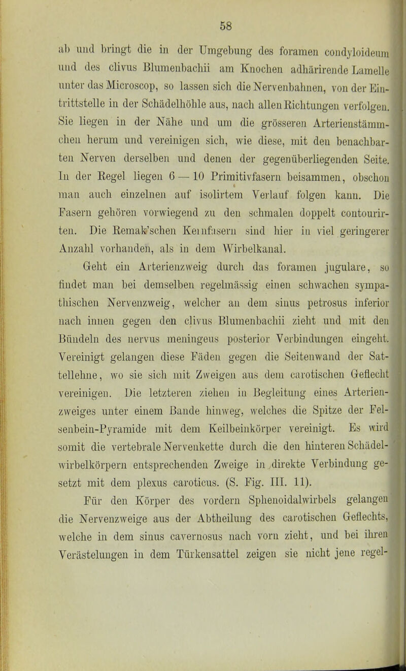 ab und bringt die in der Umgebung des foramen condyloideud und des clivus Blumenbacliii am Knochen adhärirende Lamelle unter das Microscop, so lassen sicli die Nervenbahnen, von der Ein- trittstelle in der Schädelhöhle aus, nach allen Richtungen verfolgen. Sie liegen in der Nähe und um die grösseren Arterienstämm- chen herum und vereinigen sich, wie diese, mit den benachbar- ten Nerven derselben und denen der gegenüberliegenden Seite. In der Regel liegen 6 — 10 Primitivfasern beisammen, obschon man auch einzelnen auf isolirtem Verlauf folgen kann. Die Fasern gehören vorwiegend zu den schmalen doppelt contourir- ten. Die Remak'schen Keinfiisern sind hier in viel geringerer Anzahl vorhanden, als in dem Wirbelkanal. Geht ein Arterienzweig durch das foramen jugulare, su findet man bei demselben regelmässig einen schwachen sympa- thischen Nervenzweig, welcher an dem sinus petrosus inferior nach innen gegen den clivus Blumenbacliii zieht und mit den Bündeln des nervus meningeus posterior Verbindungen eingeht. Vereinigt gelangen diese Fäden gegen die Seitenwand der Sat- tellehne, wo sie sich mit Zweigen aus dem carotischen Geflecht vereinigen. Die letzteren ziehen in Begleitung eines Arterien- zweiges unter einem Bande hinweg, welches die Spitze der Fel- senbein-Pyramide mit dem Keilbeinkörper vereinigt. Es wird somit die vertebrale Nervenkette durch die den hinteren Schädel- wirbelkörpern entsprechenden Zweige in direkte Verbindung ge- setzt mit dem plexus caroticus. (S. Fig. III. 11). Für den Körper des vordem Sphenoidalwirbels gelangen die Nervenzweige aus der Abtheilung des carotischen Geflechts, welche in dem sinus cavernosus nach vorn zieht, und bei ihren Verästelungen in dem Türkensattel zeigen sie nicht jene regel-