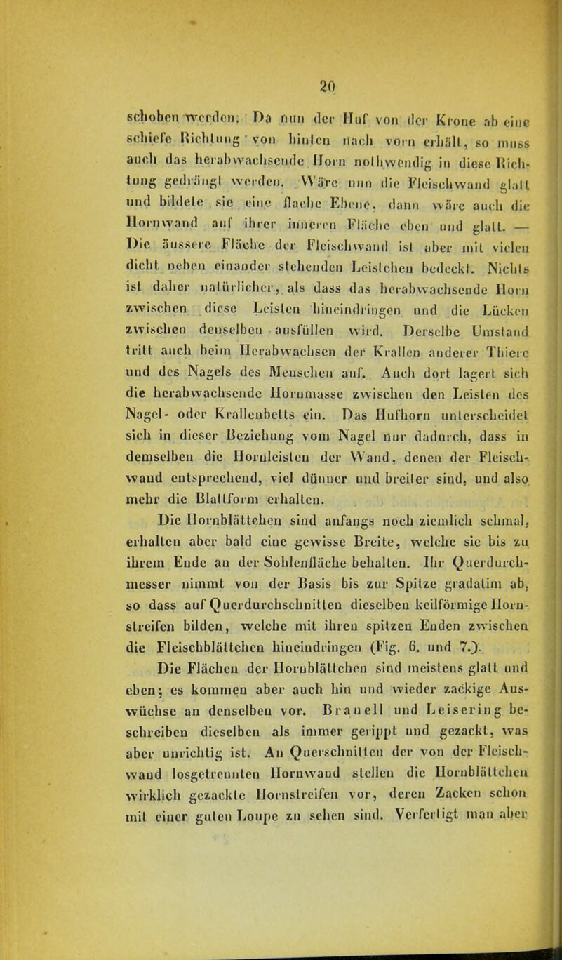 schoben TVcrdcn. Da nun der Huf von der Krone ab eine schiefe Richlnng von hinicn ilacli vorn erhält, so muss ancli das hcrabwachsendc Horn nolliv\'cndig in diese Hieb- tung gedrängt werden. VVärc nun die Fleischwand glall und bildele sie eine flache Ebene, dann wäre auch die Ilornwand auf ihrer inneren Fläche eben und glatt. — Die äussere Fläche der Fleischwand ist aber mit vielen dicht neben einander stehenden Lcislchen bedeckt. Niehls ist daher natürlicher, als dass das herabwachsende Horn zwischen diese Leisten hineindringen und die Lücken zwischen denselben ausfüllen wird. Derselbe Umstand tritt auch beim Ilerabwacbsen der Krallen anderer Thierc und des Nagels des Menschen auf. Auch dort lagert sieh die herahwachsende Hornniasse zwischen den Leisten des Nagel- oder Kralleubetts ein. Das liufhorn unlerscheidet sich in dieser liexiehung vom Nagel nur dadurch, dass in demselben die Iloruleisleu der Wand, denen der Fleisch- waud entsprechend, viel dünner und breiler sind, und also mehr die Blaüform erhalten. Die Hornblältehen sind anfangs noch ziemlich schmal, erhalten aber bald eine gewisse Breite, welche sie bis zu ihrem Ende an der Sohleniläche behalten, Ihr Querdurch- messer nimmt von der Basis bis zur Spitze gradalim ab, so dass auf Qucrdurchschnitteu dieselben keilförmige Iloru- streifen bilden, welche mit ihren spitzen Enden zwischen die Fleischblättchcn hineindringen (Fig. 6. und 70- Die Flächen der Ilornblätlchen sind meistens glatt und eben; es kommen aber auch hin und wieder zackige Aus- wüchse an denselben vor. Braueil und Leiseriug be- schreiben dieselben als immer gerippt und gezackt, was aber unrichtig ist. An Querschnitten der von der Fleisch- wand losgetrennten Ilornwand stellen die Ilornblättchen wirklich gezackte Uornstrcifen vor, deren Zacken schon mit einer guten Loupe zu sehen sind. Verferligt man aber