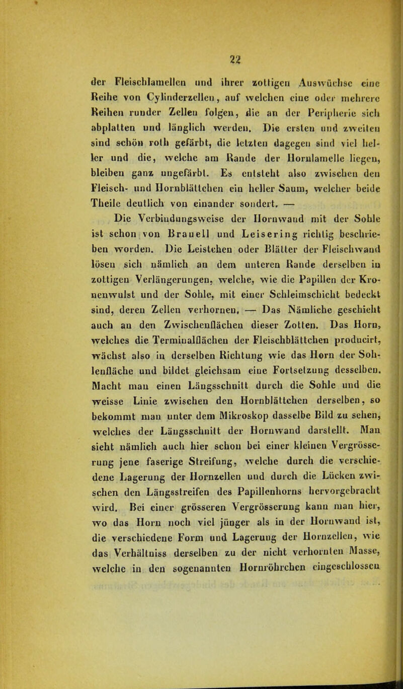 der Fleiscblaniellcn und ihrer zoUigcn Auswüchse eine Reihe von Cyliuderzellcu, auf welchen ciue oder mehrere Keihen ruuder Zelleu folgen, die an der Peripherie sich abplatten und länglich werden. Die ersleu und zweiten sind »chöii roth gefärbt, die letzten dagegen sind viel hel- ler und die, welche ara Rande der Uorulamelie liegen, bleiben ganz ungefärbt. Es entsteht also zwischen den Fleisch- und Uornblättchen ein heller Saum, welcher beide Theile deutlich von einander sondert. — Die Vcrbiudungsvvcise der liornwand mit der Sohle ist schon von Brauell und Leisering richtig beschrie- ben worden. Die Leistchen oder Blätter der Fleischwand lösen sich nämlich an dem unteren Rande derselben in zottigen Verlängerungen, welche, wie die Papillen der Kro- neuwulst und der Sohle, mit einer Schleimschicht bedeckt sind, deren Zellen verhornen. — Das Nämliche geschieht auch au den Zwischeuflächen dieser Zotten. Das Horn, welches die TermiualOächen der Fleischblättchen producirt, wächst also in derselben Richtung wie das Horn der Soh- lenfläche und bildet gleichsam eine Fortsetzung desselben. Macht mau einen Längsschnitt durch die Sohle und die weisse Linie zwischen den Hornblättchen derselben, so bekommt man unter dem Mikroskop dasselbe Bild zu sehen, welches der Läugsschnitt der Horuwand darstellt. Man sieht nämlich auch hier schon bei einer kleinen Vergrösse- rung jene faserige Streifung, welche durch die verschie- dene Lagerung der Hornzellen und durch die Lücken zwi- schen den Längsstreifen des Papillenhorns hervorgebracht wird. Bei einer grösseren Vergrösscrung kann man hier, wo das Horn noch viel jünger als in der Horuwand ist, die verschiedene Form und Lagerung der HornzcUcu, wie das Verhältniss derselben zu der nicht vcrhoruleu Masse, welche in den sogenannten Hornröhrchcn cingeechlosscu