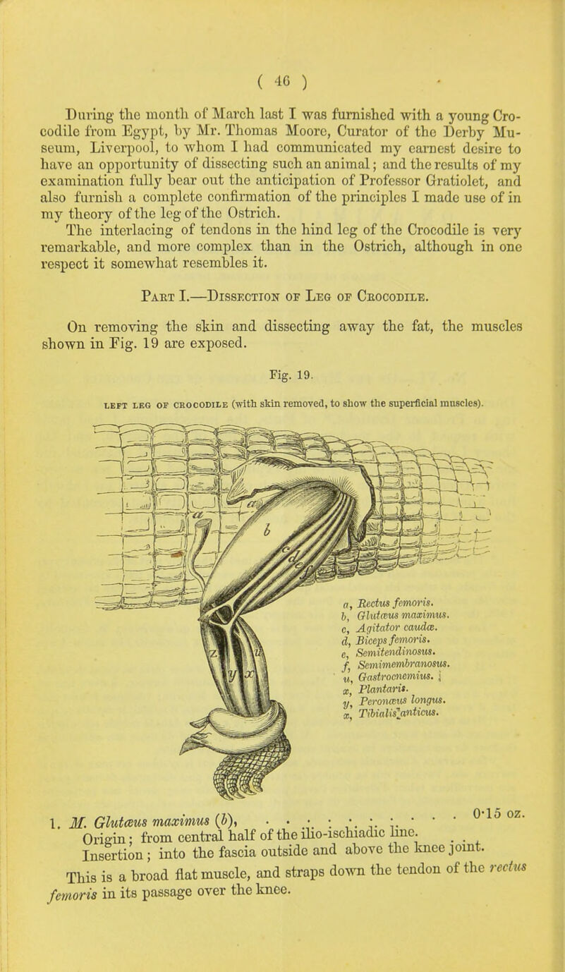 During the montli of March last I was furnished with a young Cro- codile from Egypt, by Mr. Tliomas Moore, Curator of the Derby Mu- seum, Liverpool, to whom I had communicated my earnest desire to have an opportunity of dissecting such an animal; and the results of ray examination fully bear out the anticipation of Professor Gratiolet, and also furnish a complete confirmation of the principles I made use of in ray theory of the leg of the Ostrich. The interlacing of tendons in the hind leg of the Crocodile is very remarkable, and more complex than in the Ostrich, although in one respect it somewhat resembles it. Paet I.—Dissection or Leg op Ceocodile. On removing the skin and dissecting away the fat, the muscles shown in Fig. 19 are exposed. Fig. 19. LEFT LEG OP CROCODILE (wlth sMii remoYed, to show the superficial muscles). a. Rectus femoris. 6, GMmus maximus. c, Agitator cavdx. d, Biceps fetnoris. e, Somitendinosus. f SeinimemhranosiiS. u, Gastrootcmnis. ; a;, Plantarit. J/, Peronaitis longus. a Tihialisynticm. I. M. GlutiBUS maximus {b), . . ' ' ^ Origin: from central half of the iho-ischiadic hue. Insertion ; into the fascia outside and above the knee joint. This is a broad flat muscle, and straps down the tendon of the rectus femoris in its passage over the knee.