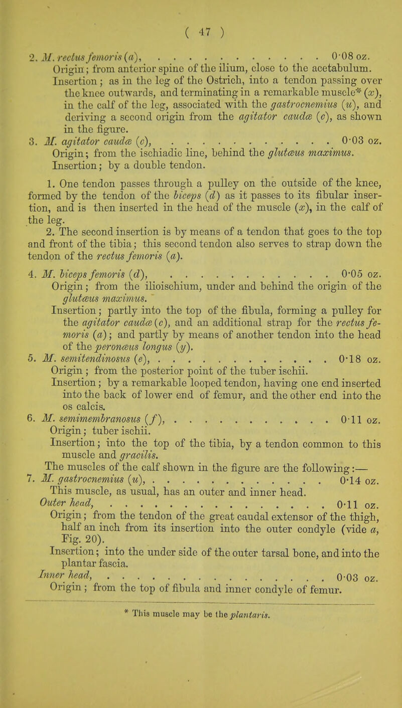 2. M. rectus femoris (a), 0-08 oz. Origin; from anterior spine of the ilium, close to the acetabulum. Insertion ; as in the leg of the Ostrich, into a tendon passing over the knee outwards, and terminating in a remarkable muscle* (a;), in the calf of the leg, associated with the gastrocnemius (u), and deriving a second origin from the agitator cauda (c), as shown in the figure. 3. M. agitator caudm (c), 0-03 oz. Origin; from the ischiadic line, behind the glutcBus maximus. Insertion; by a double tendon. 1. One tendon passes through a pulley on the outside of the knee, formed by the tendon of the hiceps {cl) as it passes to its fibular inser- tion, and is then inserted in the head of the muscle {x\ in the calf of the leg. 2. The second insertion is by means of a tendon that goes to the top and front of the tibia; this second tendon also serves to strap down the tendon of the rectus femoris {a). 4. M. hiceps femoris {d), 0*05 oz. Origin; from the ilioischium, under and behind the origin of the glut(eus maximus. Insertion; partly into the top of the fibula, forming a pulley for the agitator caudee (c), and an additional strap for the rectus fe- moris (a); and partly by means of another tendon into the head of the peronmis longus (y). 5. M. semitendinosus (e), 0*18 oz. Origin ; from the posterior point of the tuber ischii. Insertion; by a remarkable looped tendon, having one end inserted into the back of lower end of femur, and the other end into the OS calcis. 6. M. semimemlranosus (/), 0-11 oz. Origin; tuber ischii. Insertion; into the top of the tibia, by a tendon common to this muscle and gracilis. The muscles of the calf shown in the figure are the following:— 7. M. gastrocnemius (m), 0*14 oz. This muscle, as usual, has an outer and inner head. Outer head, O-ll oz. Origin; from the tendon of the great caudal extensor of the thigh, half an inch from its insertion into the outer condyle (vide a, Fig. 20).^ Insertion; into the under side of the outer tarsal bone, and into the plantar fascia. Inner head, 0-03 oz. OrigiQ; from the top of fibula and inner condyle of femur. * This muscle may be (heplaniaris.