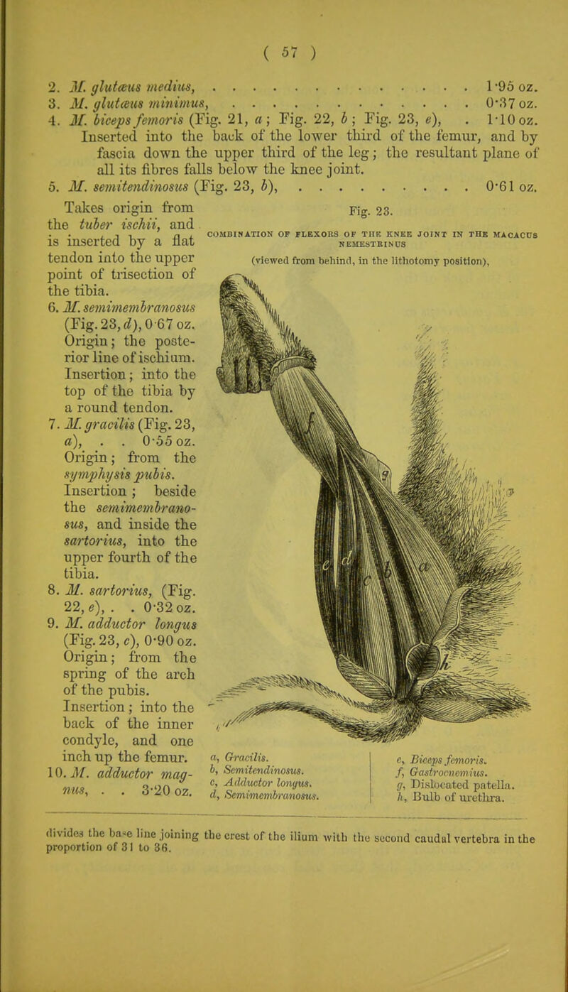 Fig. 23. COUBIMATION OF rI.BXORS OP TIIK KNKE JOINT IN THB MXCACnS NEMESTEINUS (viewed from behind, in the lithotomy position), 2. M. glut<Km mediiis, l*96oz. 3. M. gltitaus minimus, 0-.37oz. 4. M. bicepsfemoris (Fig. 21, a; Fig. 22, b ; Fig. 23, e), . MOoz. Inserted into the back of the lower third of the femur, and by- fascia down the upper third of the leg; the resultant plane of all its fibres falls below the knee joint. 5. M. semitendinosus {Fig. 23, b), 0*61 oz. Takes origin from the tuber ischii, and is inserted by a flat tendon into the upper point of trisection of the tibia. 6. M. semimembranosus (Fig. 23, i), 0-67 oz. Oxigin; the poste- rior line of ischiam. Insertion; into the top of the tibia by a round tendon. 1. M. gracilis (Fig. 2^, a), . . 0-55 oz. Origin; from the symphysis pubis. Insertion; beside the semimembrano- sus, and inside the sartorius, into the upper fourth of the tibia. 8. M. sartorius, (Fig. 22, e), . . 0-32 oz. 9. M. adductor lo7igus (Fig. 23, c), 0-90 oz. Origin; from the spring of the arch of the pubis. Insertion; into the back of the inner condyle, and one inch up the femur. 10. M. adductor mag- nus, . . 3-20 oz. a, Gracilis. b, Semitendinosus. c, Adductor lonyus. d, Semimembranosus. e. Biceps femoris. f, Gastrocnemius. g, Dislocated patella. h. Bulb of urethra. divides the ba»e line joining the crest of the ilium with the second caudd vertebra in the proportion of 31 to 36.