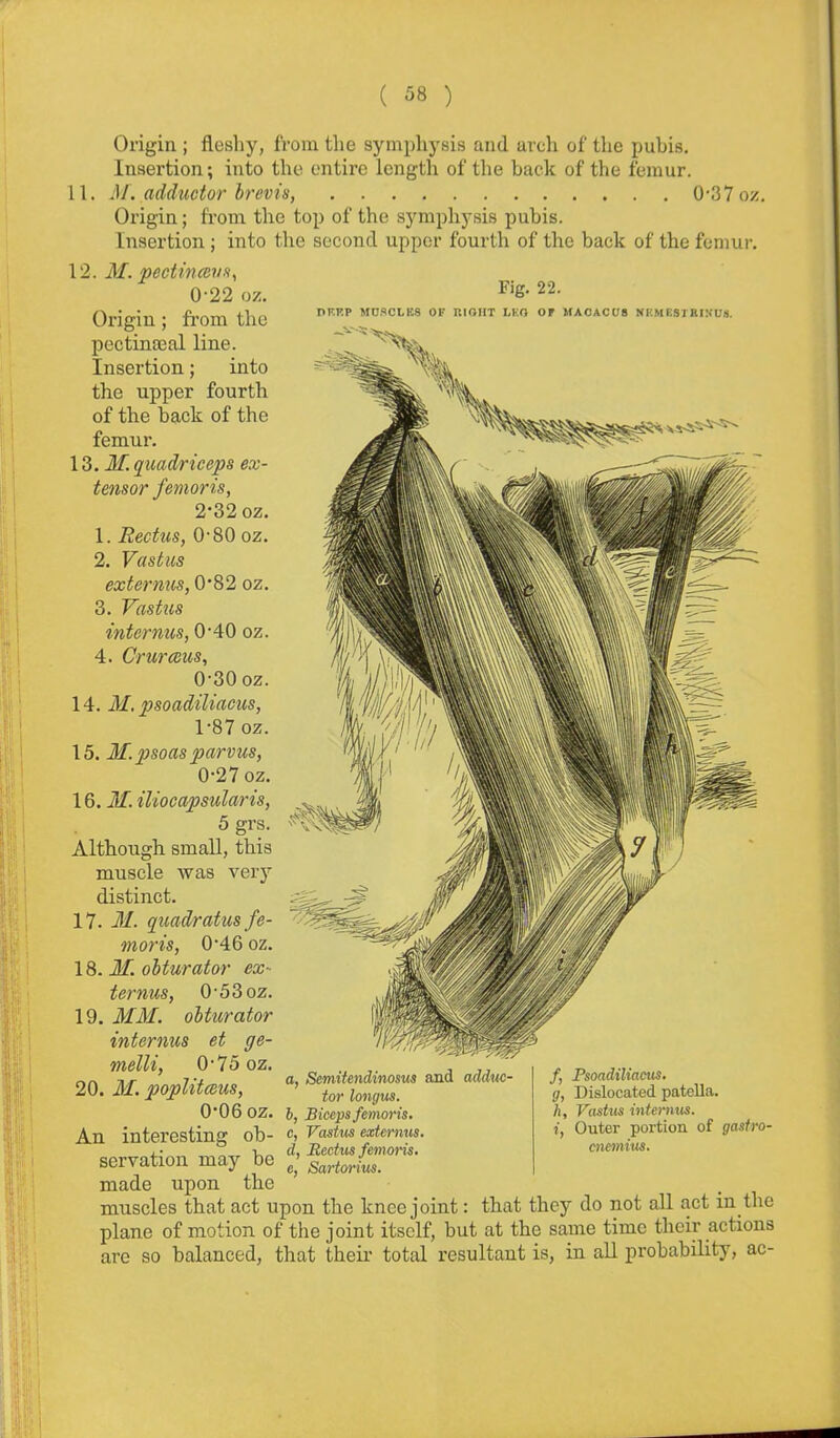 Fig. 22. PF.KP MUSCLHS OF RIGHT LKO OF MACACUS NKMESTBIKUH. Origin ; fleshy, from the symphj^sis and arch of the pubis. Insertion; into the entire length of the back of the femur. 11. M. adductor hrevis, 0-37 oz Origin; from the top of the symphysis pubis. Insertion; into the second upper fourth of the back of the femur. 12. M. pectincevn^ 0-22 oz. Origin; from the pectinasal line. Insertion; into the upper fourth of the back of the femur. 13. J£ quadriceps ex- tensor femoris, 2-32 oz. 1. Rectus, 0-80 oz. 2. Vastus externus, 0*82 oz. 3. Vastus internus, 0*40 oz. 4. Crurceus, 0- 30 oz. 14. M. psoadiliacus, 1- 87 oz. 15. M. psoas parvus, 0-27 oz. 16. M. iliocapsularis, 5 grs. Although, small, this muscle was very distinct. 17. M. quadratus fe- moris, 0*46 oz. 18. M. obturator ex- ternus, 0*53 oz. 19. MM. obturator internus et ge- melli, 0-75 oz. 20. M. poplitceus, 0-06 oz. An interesting ob- servation may be made upon the muscles that act upon the knee joint: that they do not all act in the plane of motion of the joint itself, but at the same time their actions arc so balanced, that theii total resultant is, in aU probability, ac- a, Semitendinosus and adduc- tor longus. b, Biceps femoris. c, Vastus extermis. d, Rectus femoris. e, Sartorius. f, Psoadiliacus. g, Dislocated patella. h, Vastus intermts. i, Outer portion of gasfro- cnemitts.
