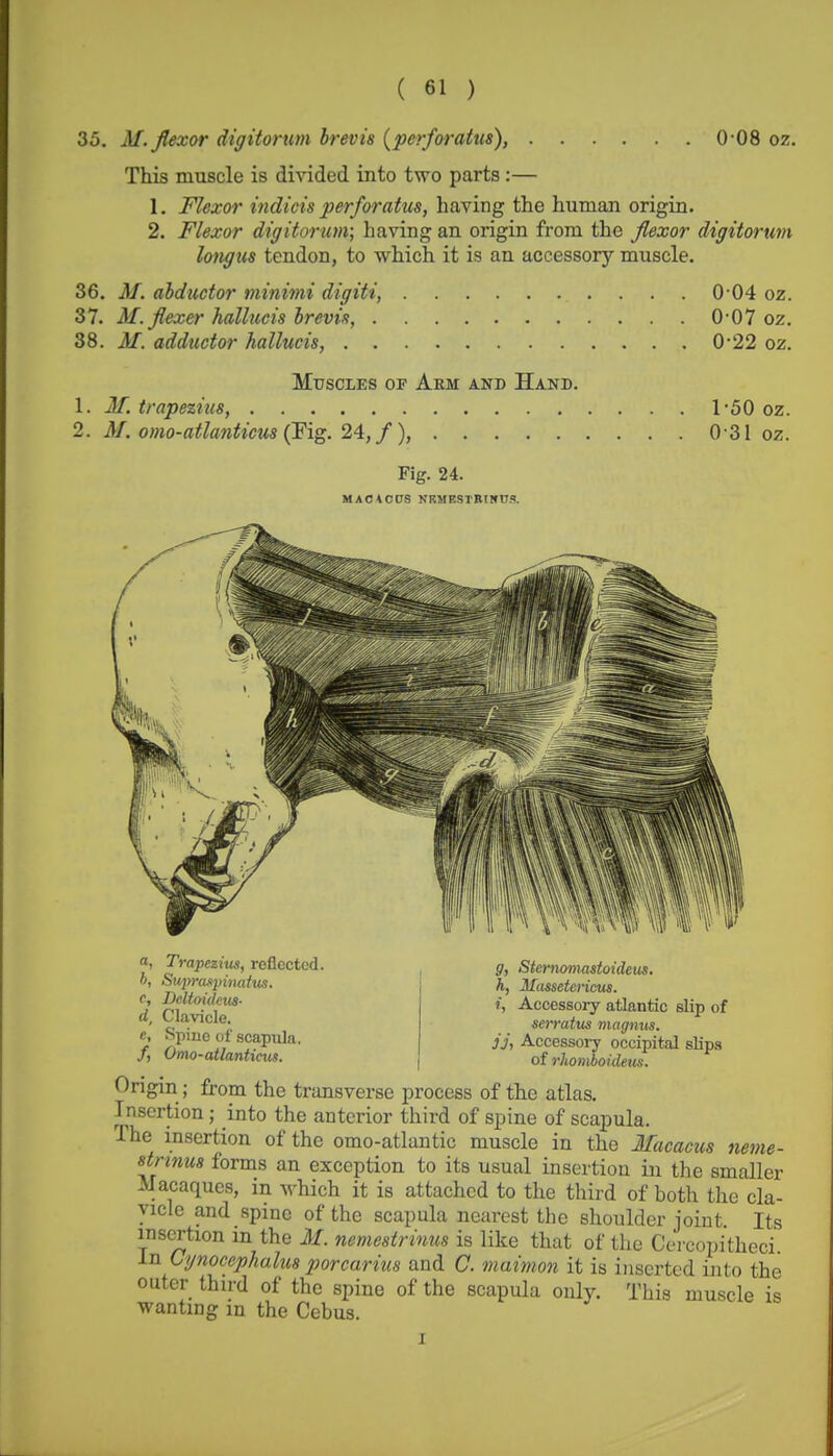 35. M. flexor digitorum Irevis {perforatus), 0-08 oz. This muscle is divided into two parts :— 1. Flexor indicis perforatus, having the human origin. 2. Flexor digitortim; having an origin from the flexor digitorum lojigtis tendon, to which it is an accessory muscle. 36. M. abductor minimi digiti, 0 04 oz. 37. M.flexer hallucis hrevin, 0-07 oz. 38. M. adductor hallucis, 0-22 oz. Muscles of Arm and Hand. 1. M, trapezius, 150 oz. 2. M.omo-atlaniicus(Fig.24,f), 0-31 oz. Fig. 24. MAC tecs NKMESTBINDS. a, Trapezius, reflected. b, Supraspinahts. c, Deltoideus- <i. Clavicle. e, Spine of .scapula. /, Omo-atlanticus. g, Stemomastoideus. h, Massetericus. i, Accessory atlantic slip of serratus magnum, jj, Accessory occipital slips of rliomhoideiis. Origin; from the transverse i^rocess of the atlas. Insertion ; into the anterior third of spine of scapula. The insertion of the omo-atlantic muscle in the Macacus neme- stnnus forms an exception to its usual insertion in the smaller Macaques, in which it is attached to the third of both the cla- vicle and spine of the scapula nearest the shoulder joint. Its insertion m the 3L nemesirinus is like that of the Cercopitheci ^■o. Cynocephalus porcarius and C. maimon it is inserted into the outer third of the spine of the scapula only. This muscle is wanting m the Cebus.