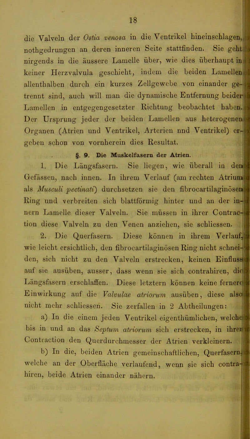 die Valveln der Ostia venosa in die Ventrikel hineinschlagen, nothgedrungen an deren inneren Seite stattfinden. Sie geh nirgends in die äussere Lamelle über, wie dies überhaupt in keiner Herzvalvula geschieht, indem die beiden Lamellen allenthalben durch ein kurzes Zellgewebe von einander ge trennt sind, auch will man die dynamische Entfernung beide Lamellen in entgegengesetzter Richtung beobachtet haben Der Ursprung jeder der beiden Lamellen aus heterogene Organen (Atrien und Ventrikel, Arterien nnd Ventrikel) er geben schon von vornherein dies Resultat. §. 9. Die Muskelfasern der Atrien. 1. Die Längsfasern. Sie liegen, wie überall in de Gefässen, nach innen. In ihrem Verlauf (am rechten Atriu als Musculi peciinati) durchsetzen sie den fibrocartilaginöse Ring und verbreiten sich blattförmig hinter und an der in nern Lamelle dieser Valveln. Sie müssen in ihrer Contrac tion diese Valveln zu den Venen anziehen, sie schliessen. 2. Die Querfasern. Diese können in ihrem Verlauf wie leicht ersichtlich, den fibrocartilaginösen Ring nicht schnei den, sich nicht zu den Valveln erstrecken, keinen Einflus auf sie ausüben, ausser, dass wenn sie sich contrahiren, di Längsfasern erschlaffen. Diese letztern können keine ferner Einwirkung auf die Valvulae atrioi'um ausüben, diese als nicht mehr schliessen. Sie zerfallen in 2 Abtheilungen: a) In die einem jeden Ventrikel eigenthümlichen, welch bis in und an das Septuvi atviorum sich erstrecken, in ihr Contiaction den Querdurchmesser der Atrien verkleinern. b) In die, beiden Atrien gemeinschaftlichen, Querfasern welche an der Oberfläche verlaufend, wenn sie sich contra hiren, beide Atrien einander nähern.