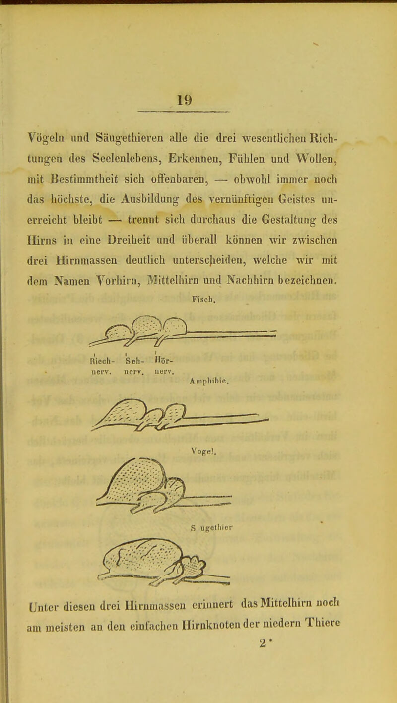 Vögelu lind Säugethieren alle die drei wesentlichen Rich- tungen des Seelenlebens, Erkennen, Fühlen und Wollen, mit Bestimmtheit sich olFenbaren, — obwohl immer noch das höchste, die Ausbildung des vernunftigen Geistes un- erreicht bleibt — trennt sich durchaus die Gestaltung des Hirns in eine Dreiheit und überall können wir zwischen drei Hirnmassen deutlich unterscjieiden, welche wir mit dem Namen Vorhirn, Mittelhirn und Nachhirn bezeichnen. Fisch. I 1 ' Riech- Sch- Uör- nerv. nerv. nerv. Amphibie. Unter diesen drei Uirnmassen erinnert das Mittelhirn noch am meisten an den einfachen Hirnknoten der nicdern Thiere 2*